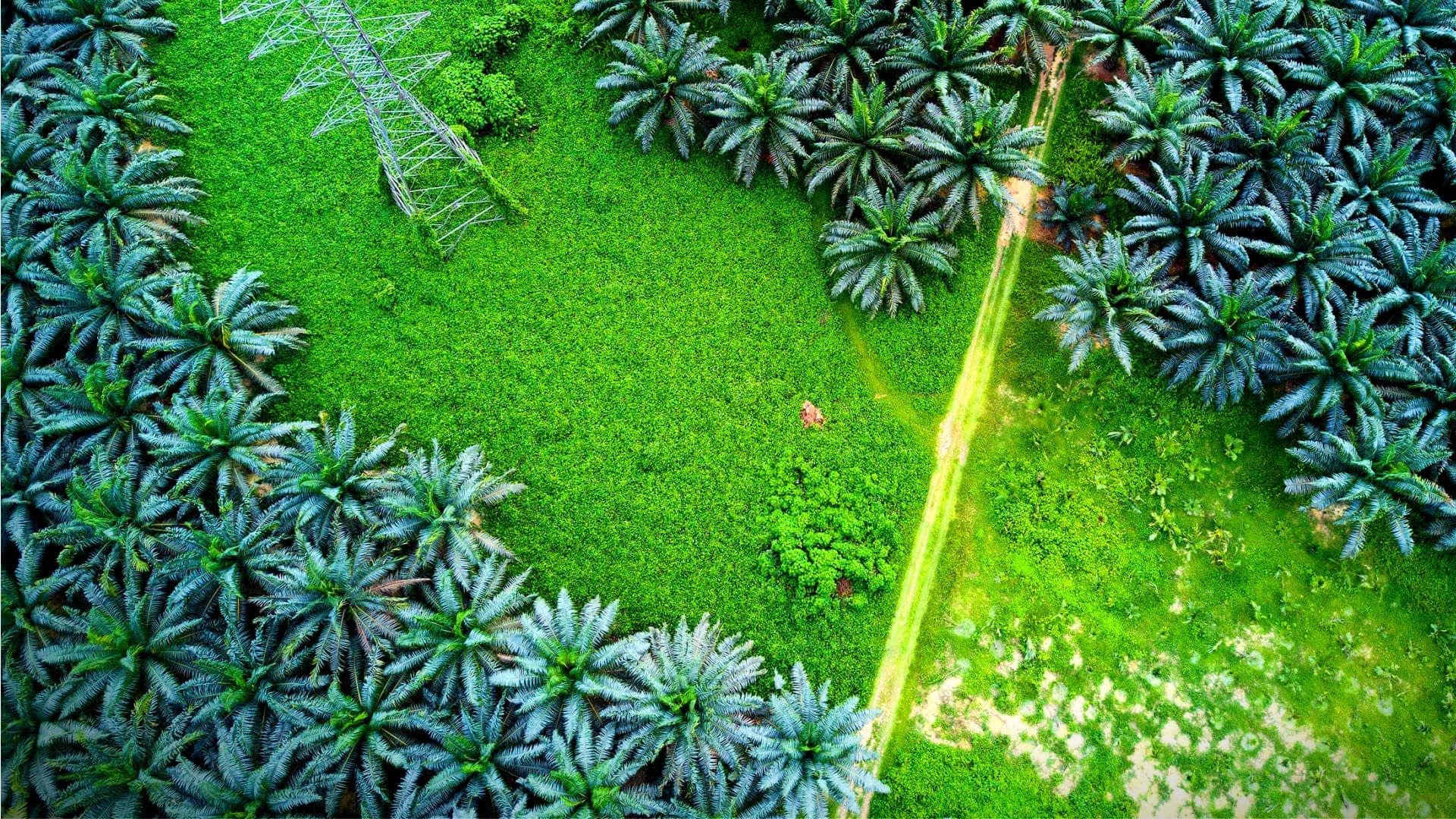 Aerial view of a palm oil plantation with dense palm trees and a power line in the background. - Olive Oil Times