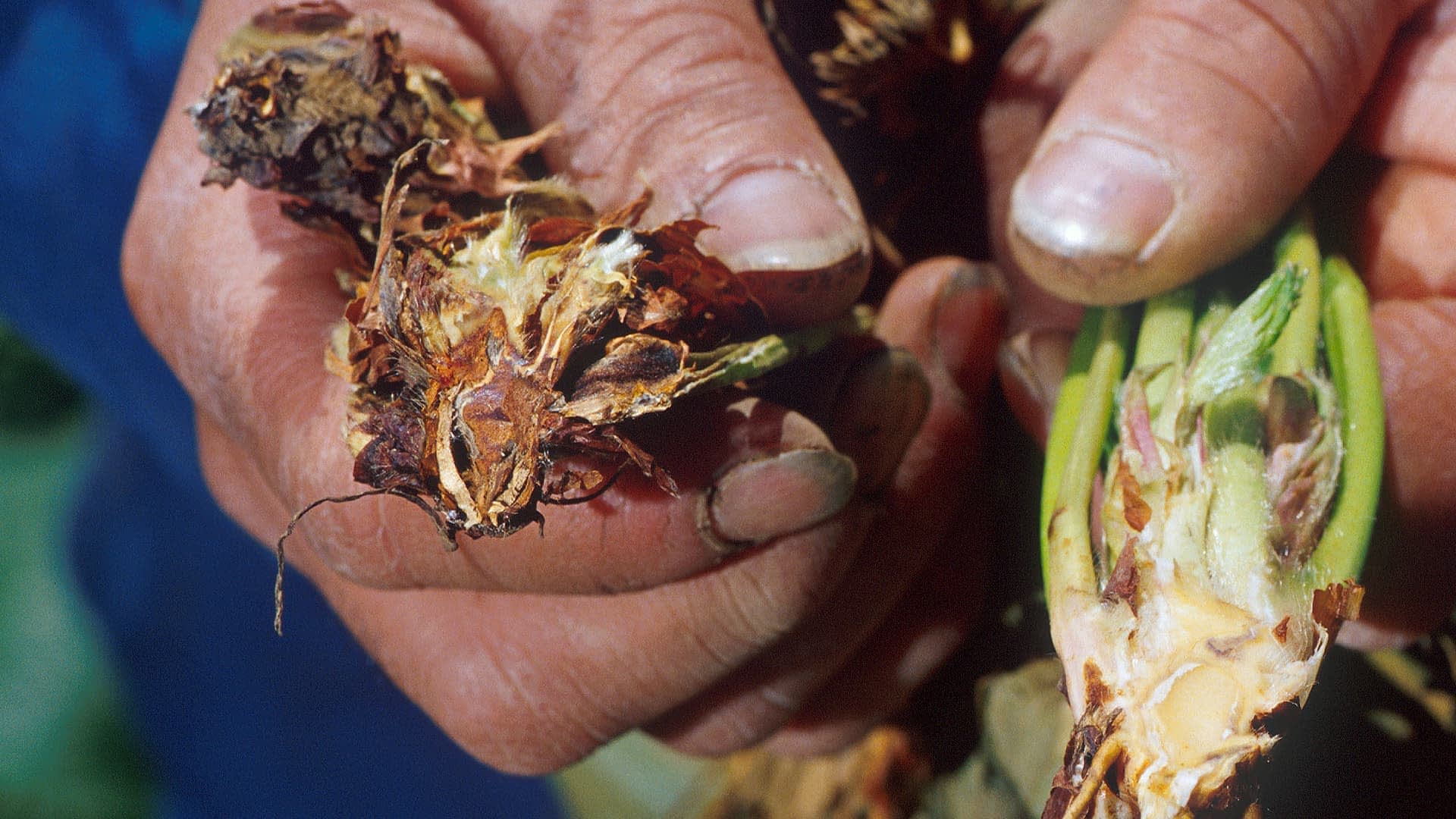 Close-up of hands holding damaged roots of an olive tree affected by Verticillium wilt. - Olive Oil Times