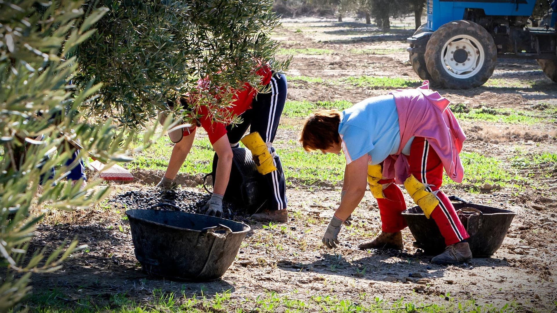 Two individuals harvesting olives in a field, wearing gloves and using buckets for collection. - Olive Oil Times