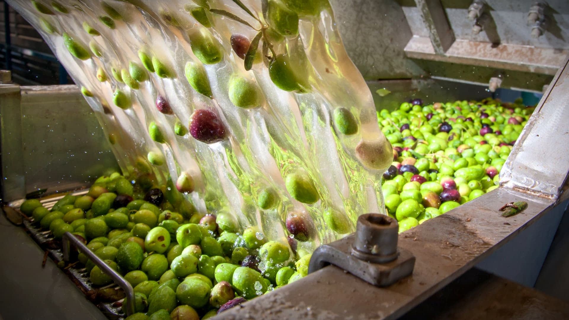 Green and purple olives being processed in a machine during oil extraction. - Olive Oil Times