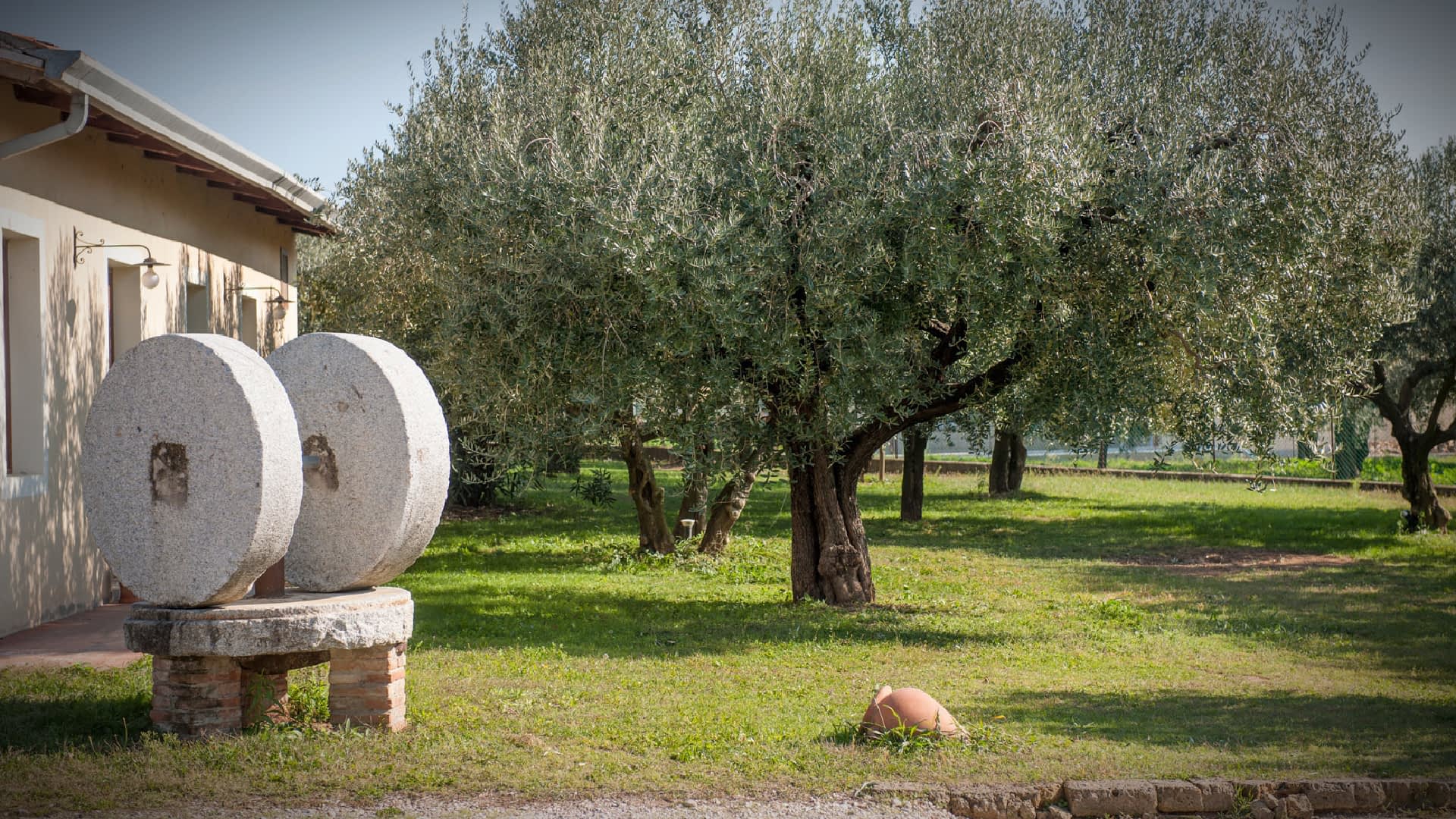 Two large stone mill wheels used for processing olives, placed outdoors near olive trees. - Olive Oil Times