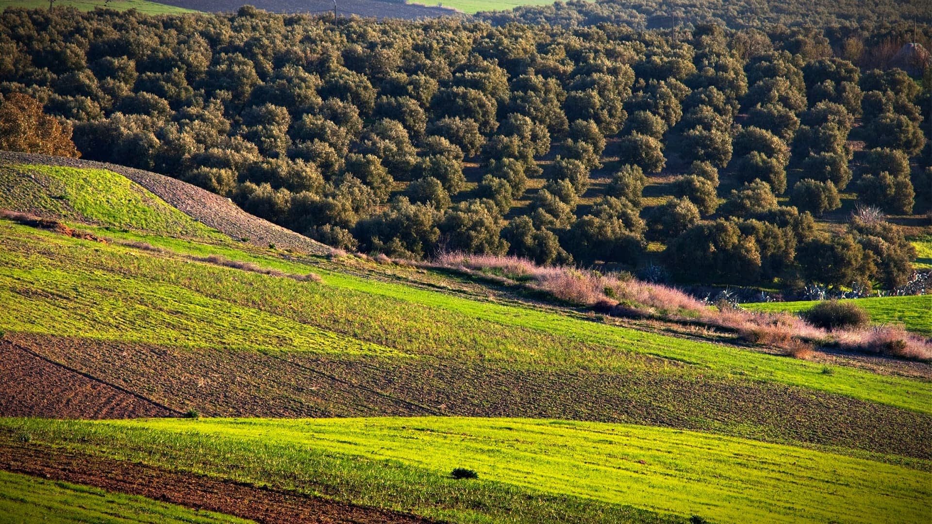 Aerial view of a green landscape featuring rows of olive trees and fields. - Olive Oil Times