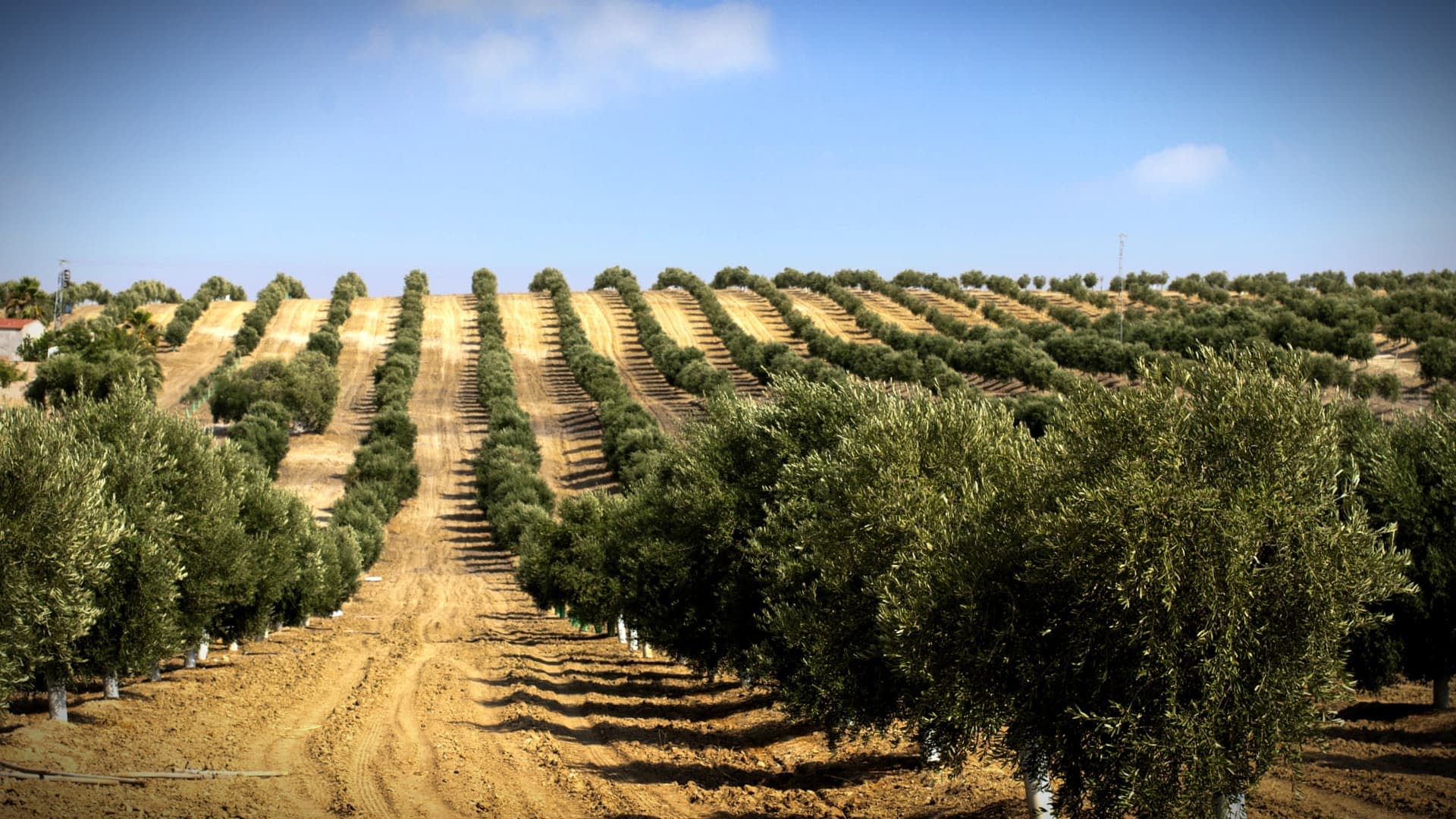 A landscape view of an olive grove featuring neatly arranged rows of olive trees on a hillside. - Olive Oil Times