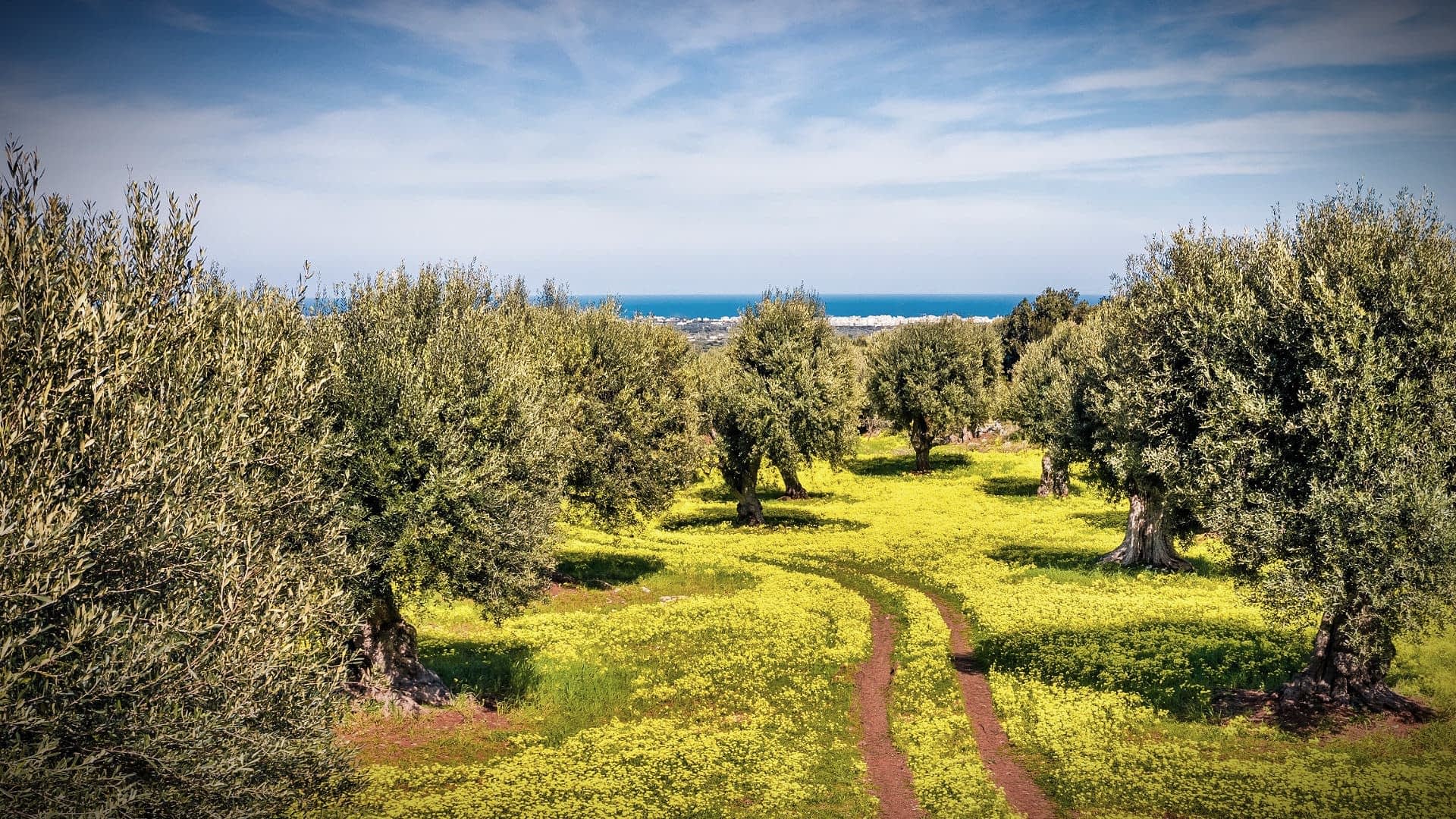 Olive trees in a grove with a pathway and yellow flowers in the foreground. - Olive Oil Times