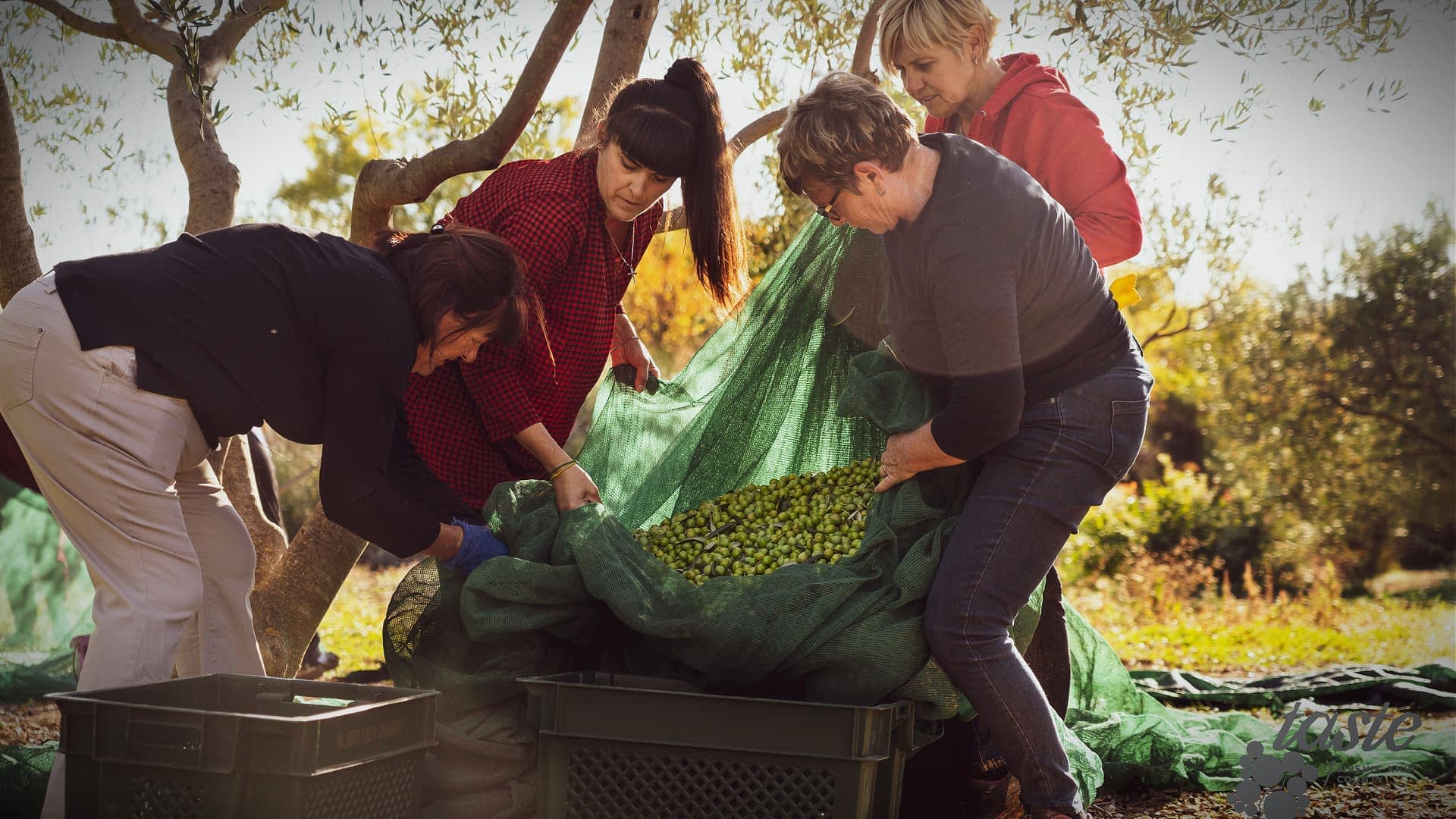 Four women gathering olives from an olive tree into a green net in an outdoor setting. - Olive Oil Times