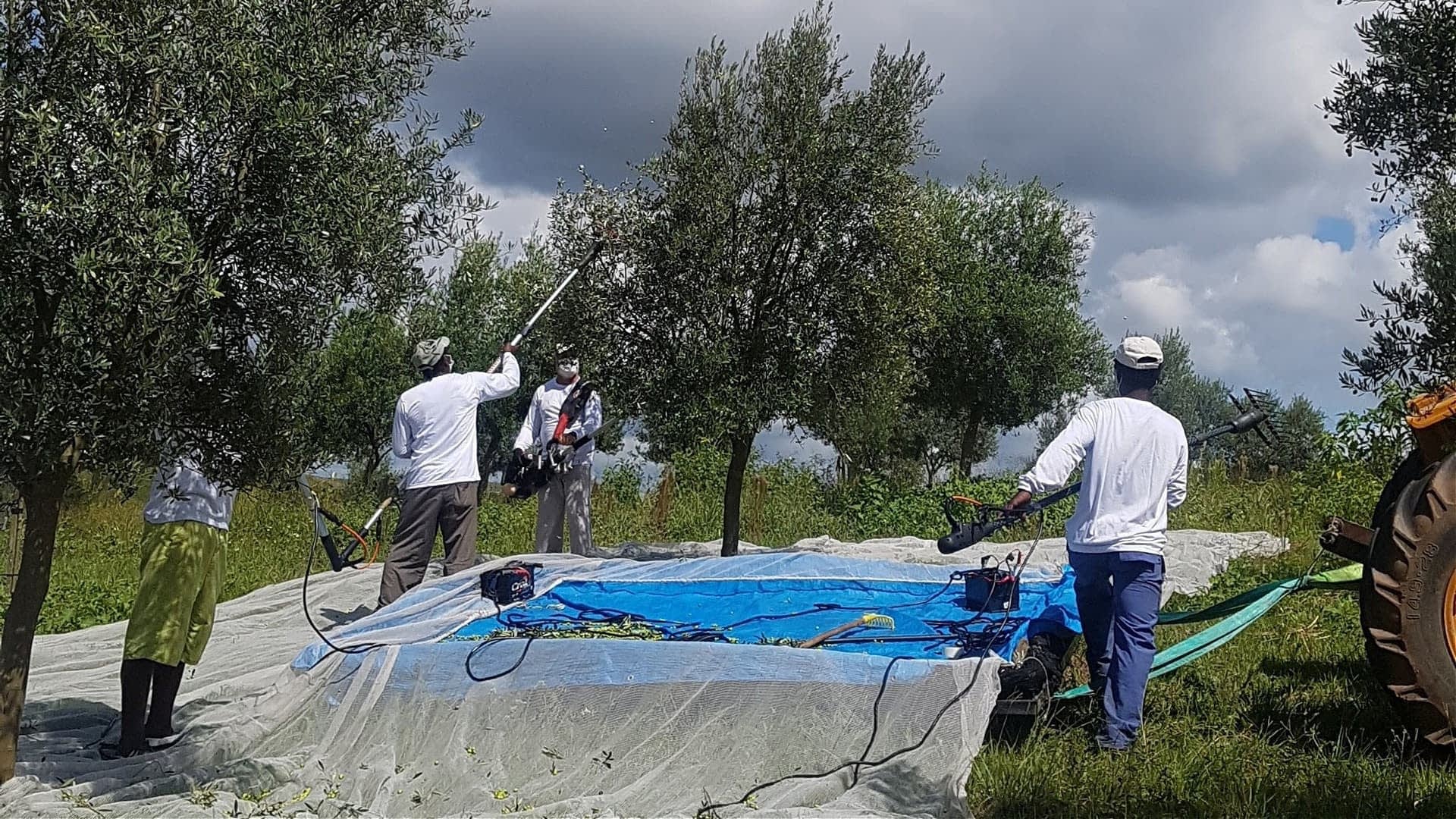 Workers using equipment to harvest olives from trees while standing on a blue tarp. - Olive Oil Times