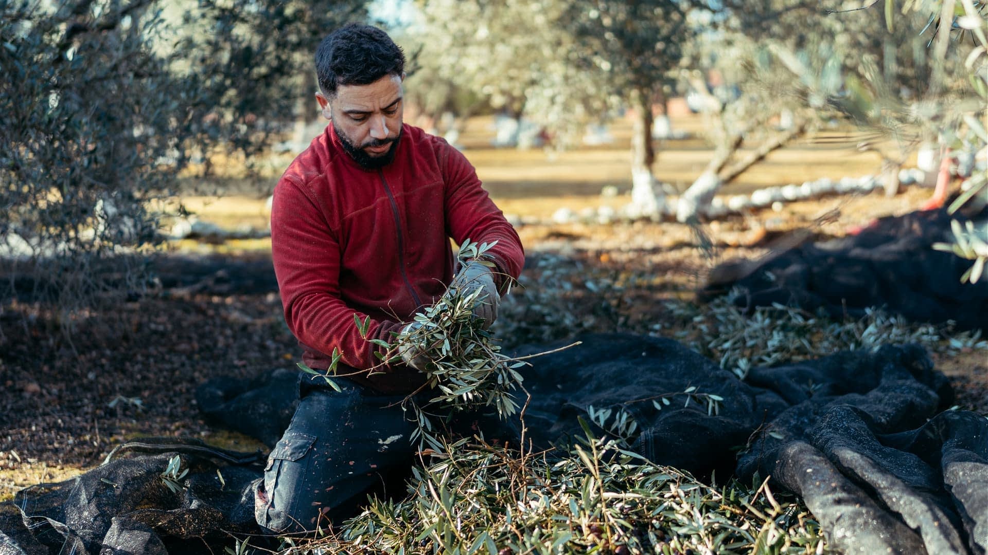 Man in a red sweater gathering olive branches while seated on the ground. - Olive Oil Times