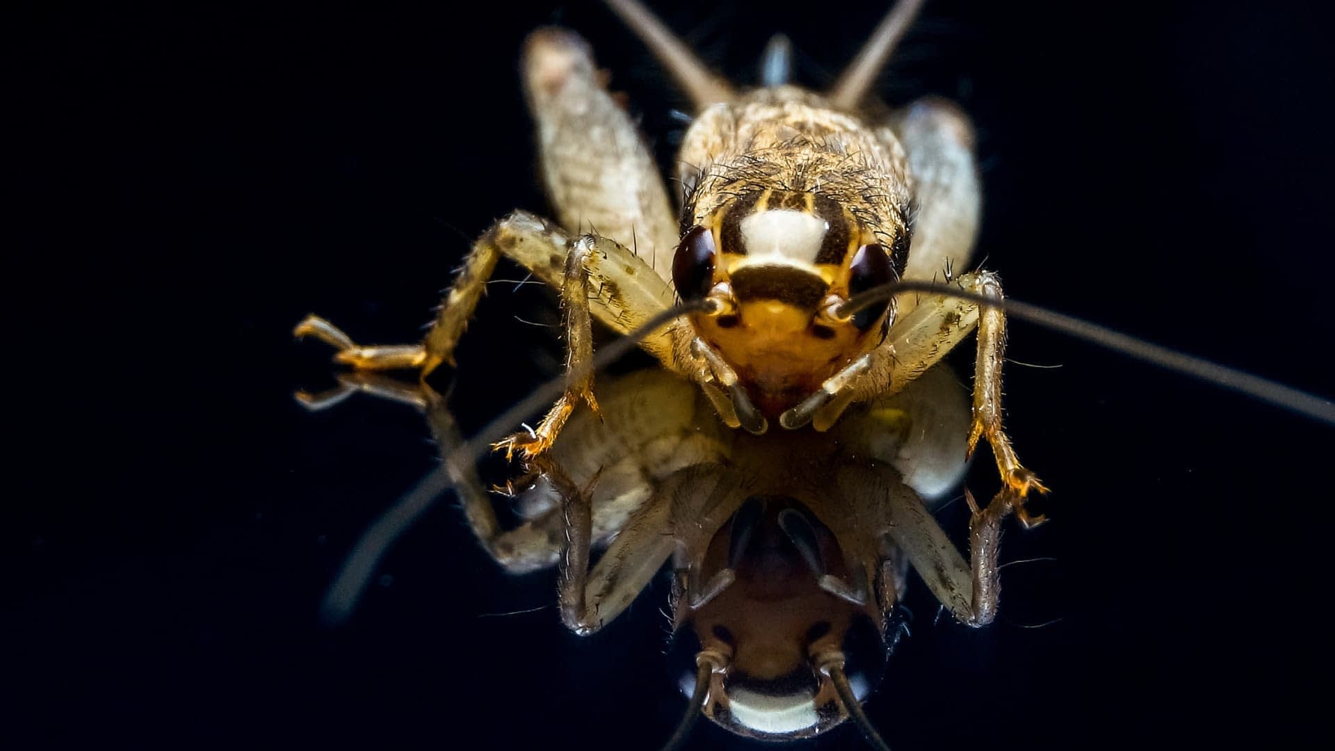 Close-up view of a cricket insect with detailed features and reflection on a dark surface. - Olive Oil Times