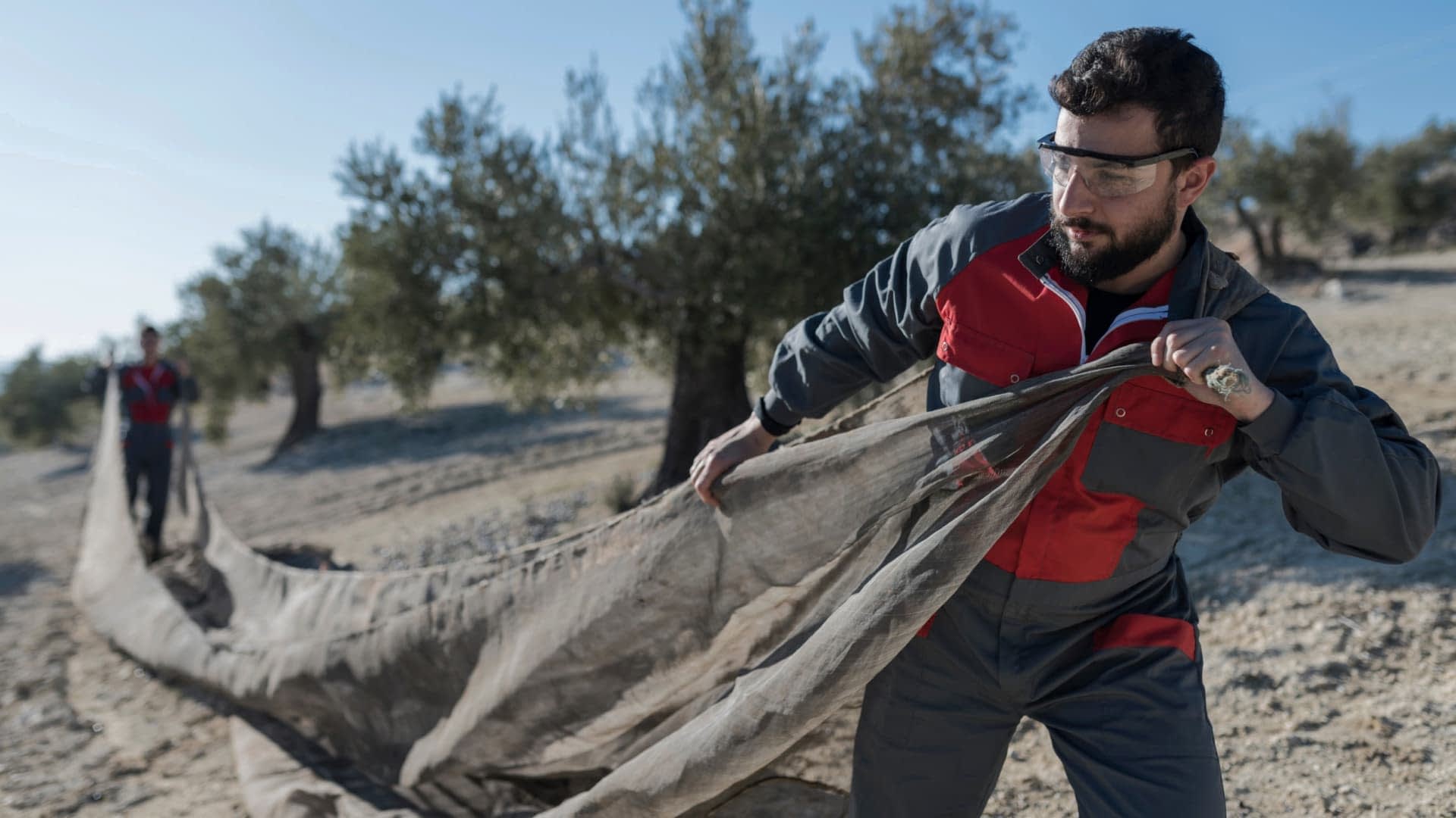 Two workers pulling a large net for olive harvesting in an olive grove. - Olive Oil Times