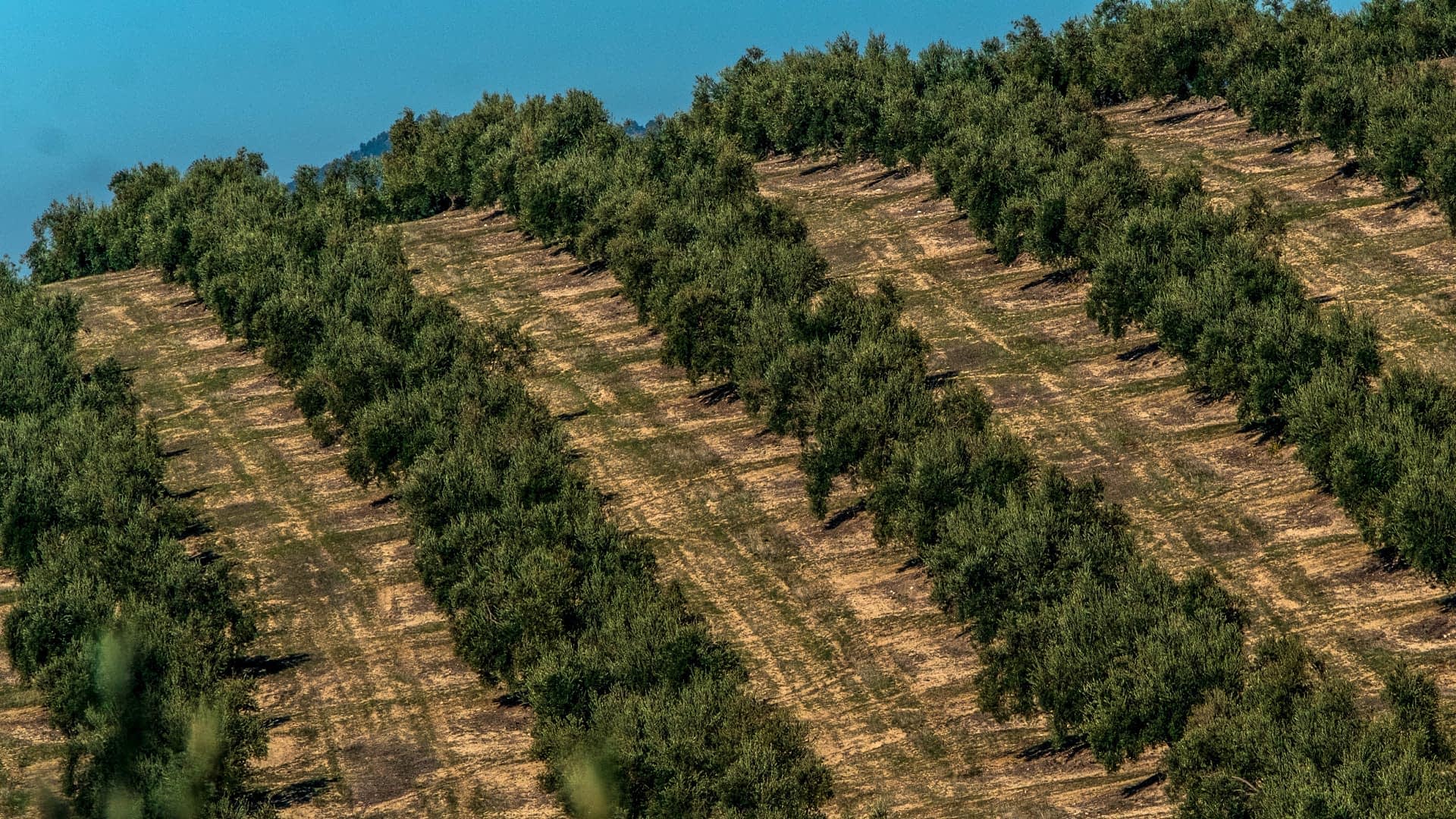 Aerial view of an olive tree orchard with neatly arranged rows of trees on a hillside. - Olive Oil Times