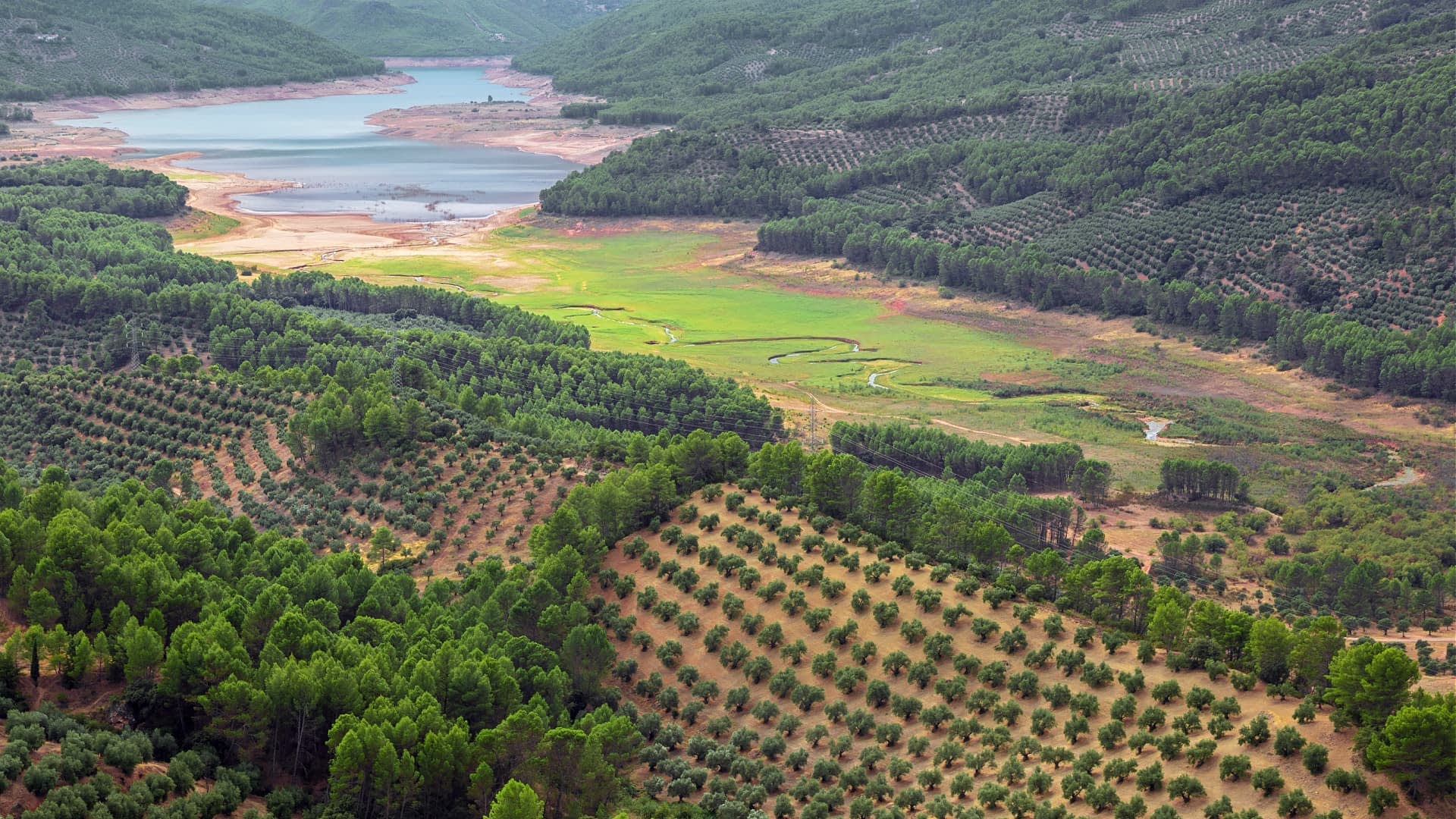 Aerial view of a landscape featuring olive groves and a body of water in the background. - Olive Oil Times