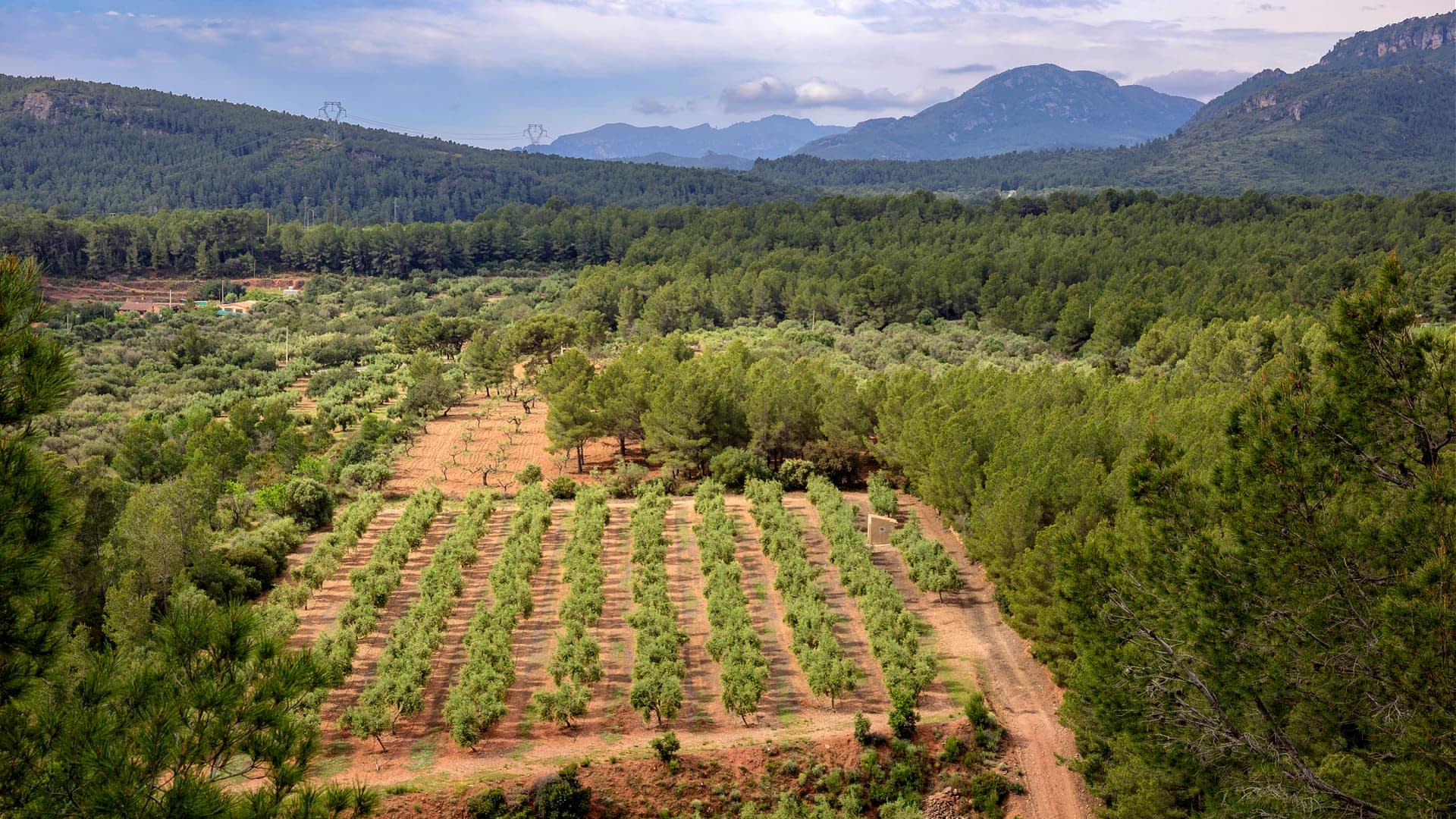 Aerial view of an olive grove with rows of olive trees and surrounding mountains in the background. - Olive Oil Times