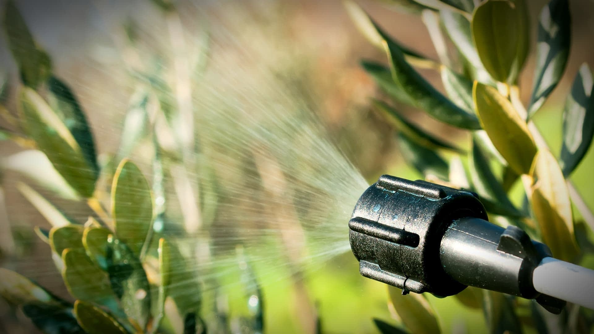 Close-up of a black garden sprayer nozzle spraying water on green leaves. - Olive Oil Times