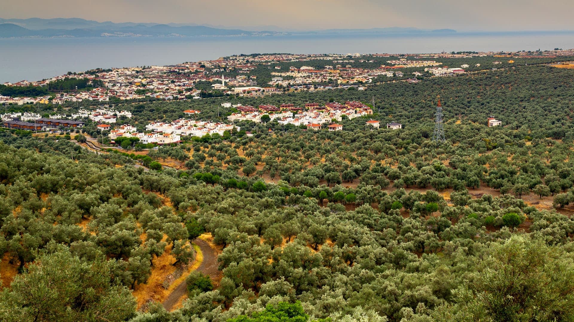Aerial view of an olive grove with a coastal town in the background and hills in the distance. - Olive Oil Times