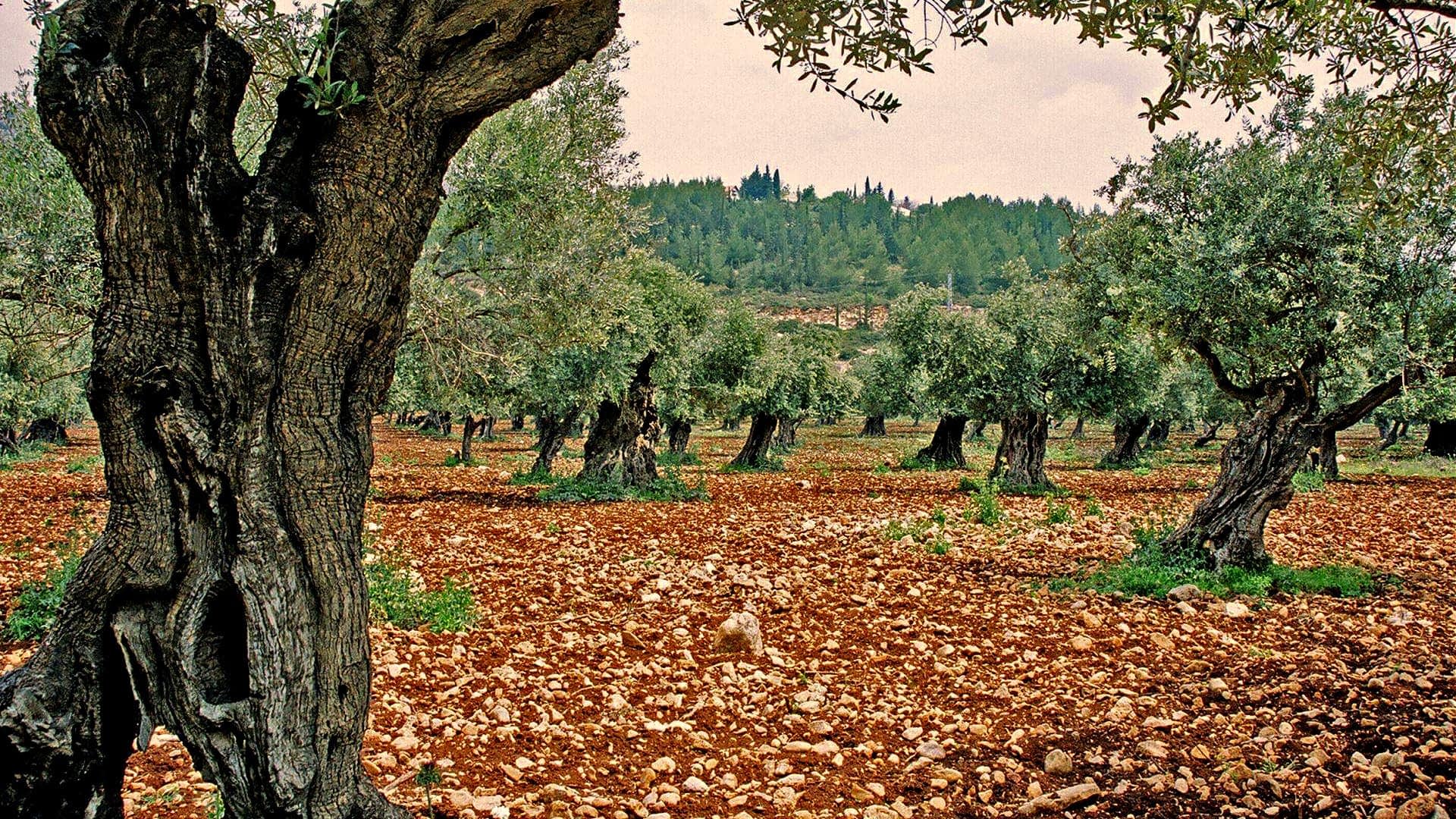 Mature olive trees in a grove with rocky soil and greenery in the background. - Olive Oil Times