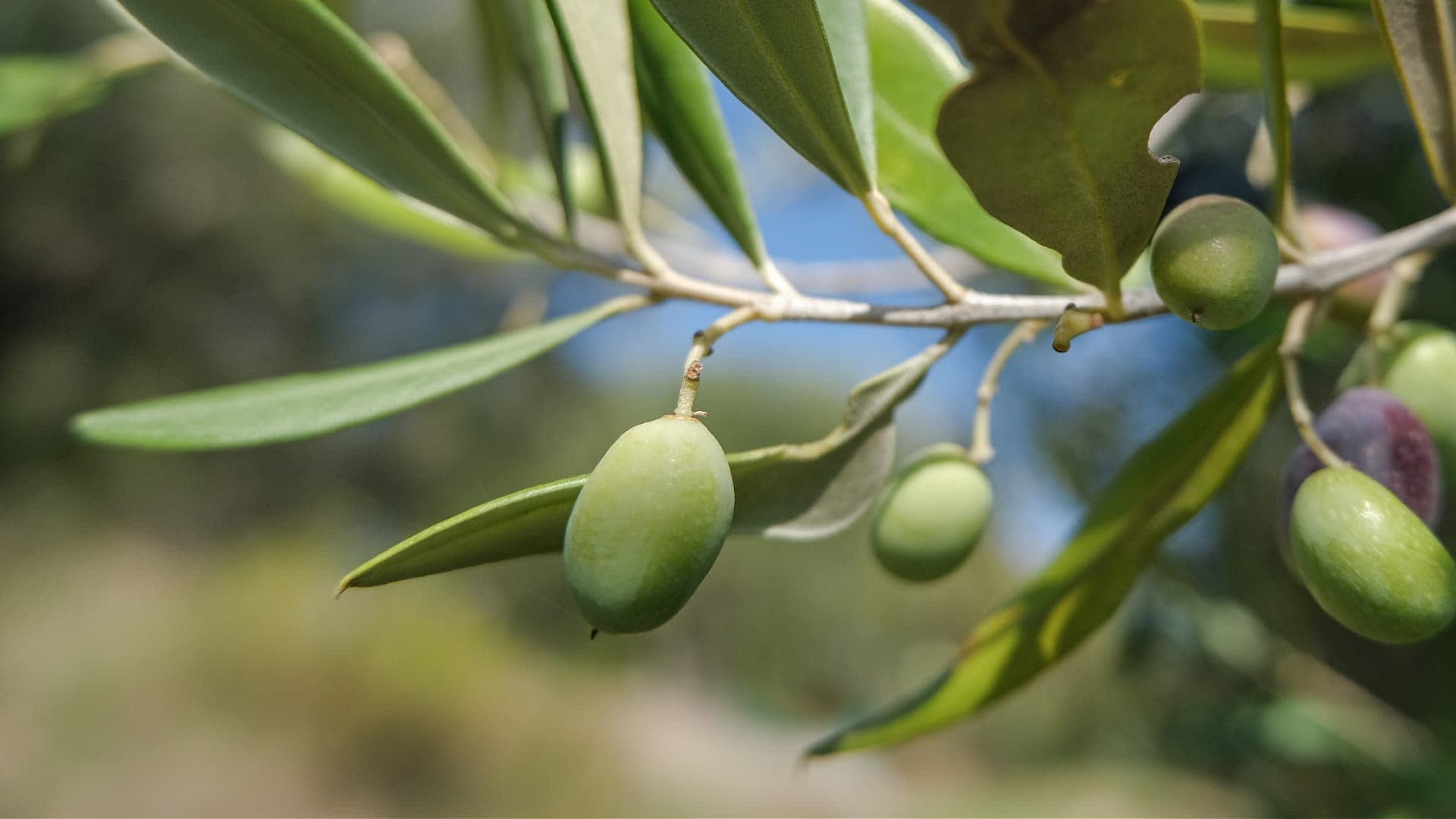 Close-up of an olive branch featuring green olives and leaves against a blurred background. - Olive Oil Times