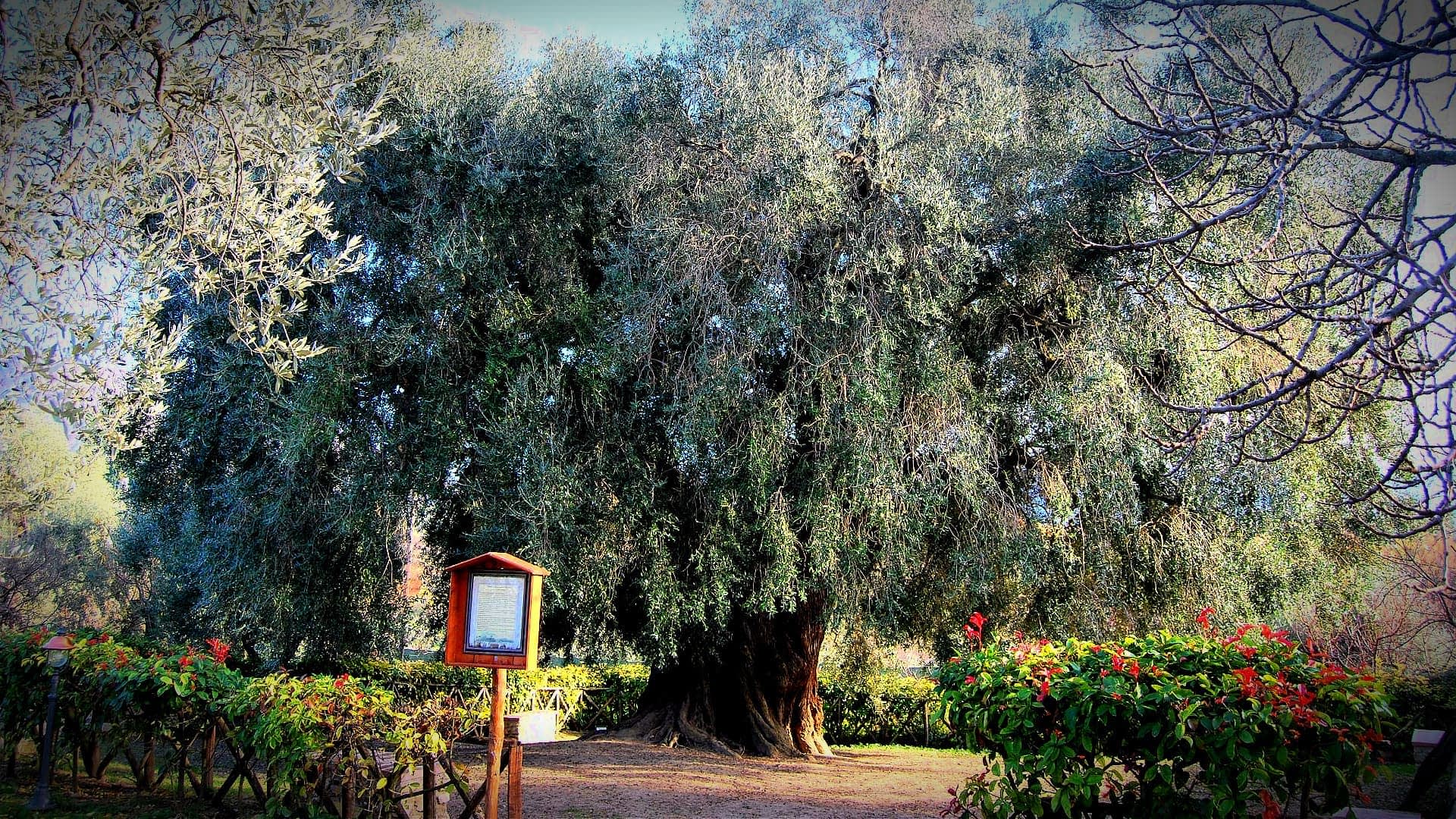 Large, mature olive tree with a thick trunk and sprawling branches in a garden area. - Olive Oil Times