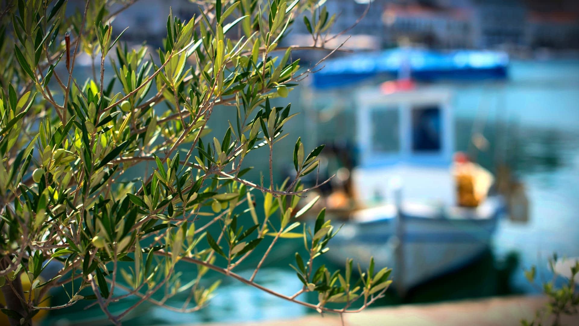 Olive branch in focus with a fishing boat blurred in the background on water. - Olive Oil Times