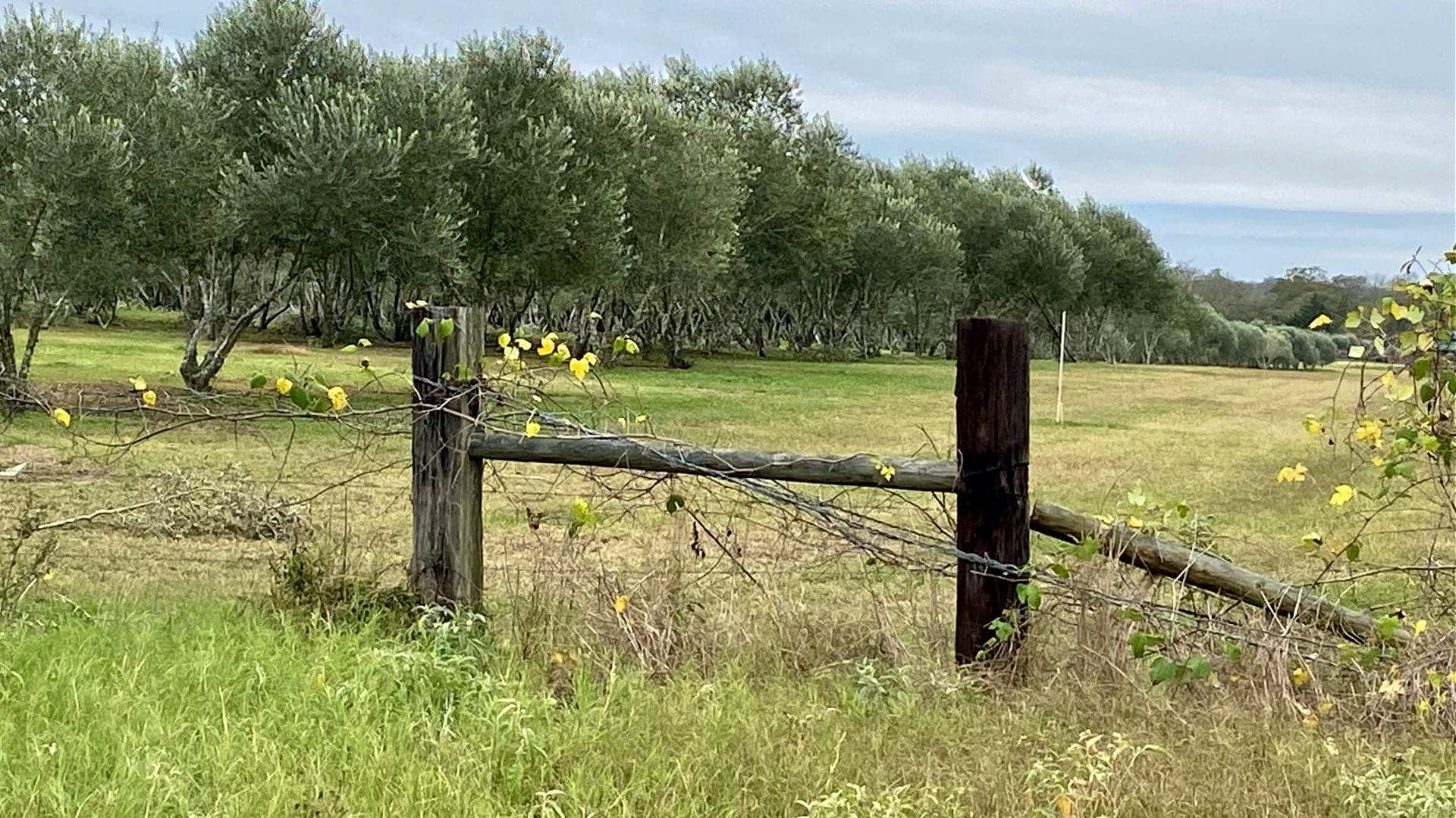 Wooden fence post with vines in front of an olive grove in a rural area. - Olive Oil Times
