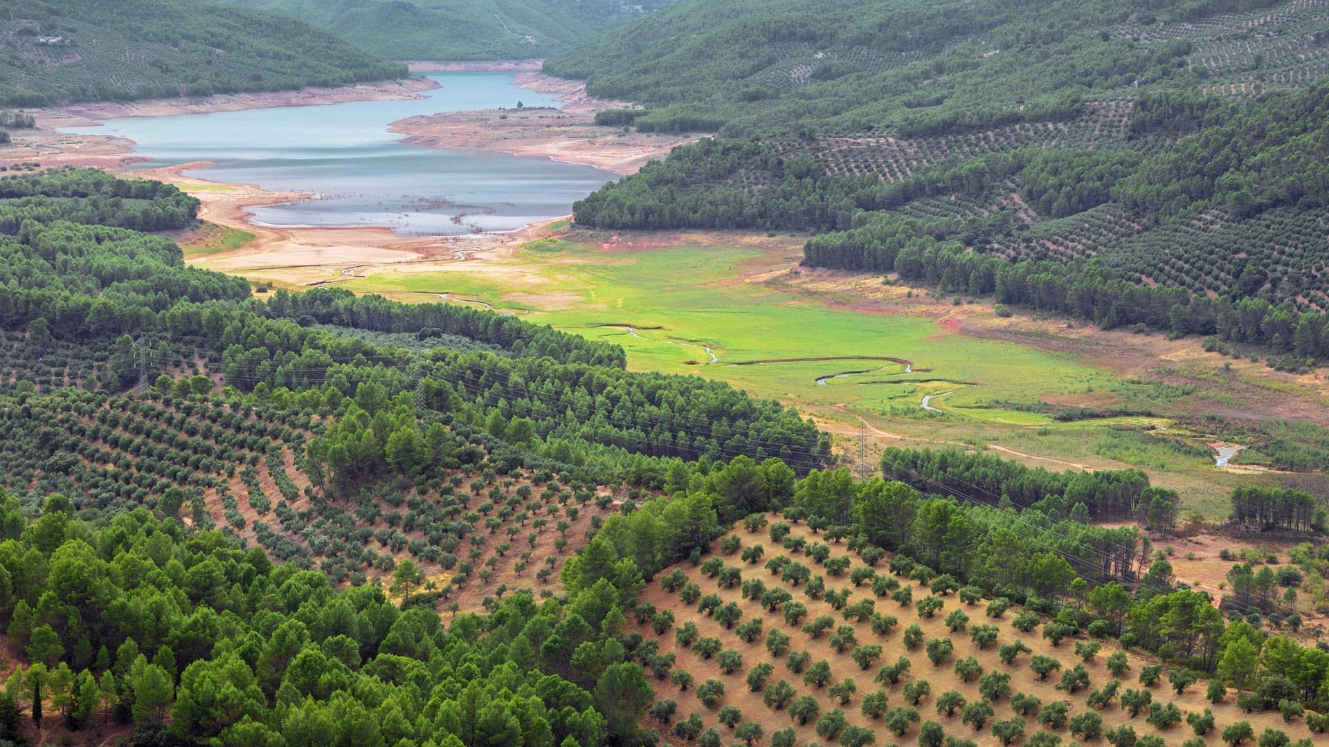 Aerial view of olive groves and a reservoir surrounded by hills and greenery. - Olive Oil Times