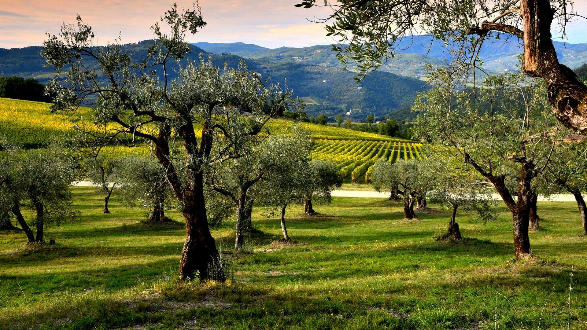 Olive trees in a green field with rolling hills and vineyards in the background. - Olive Oil Times