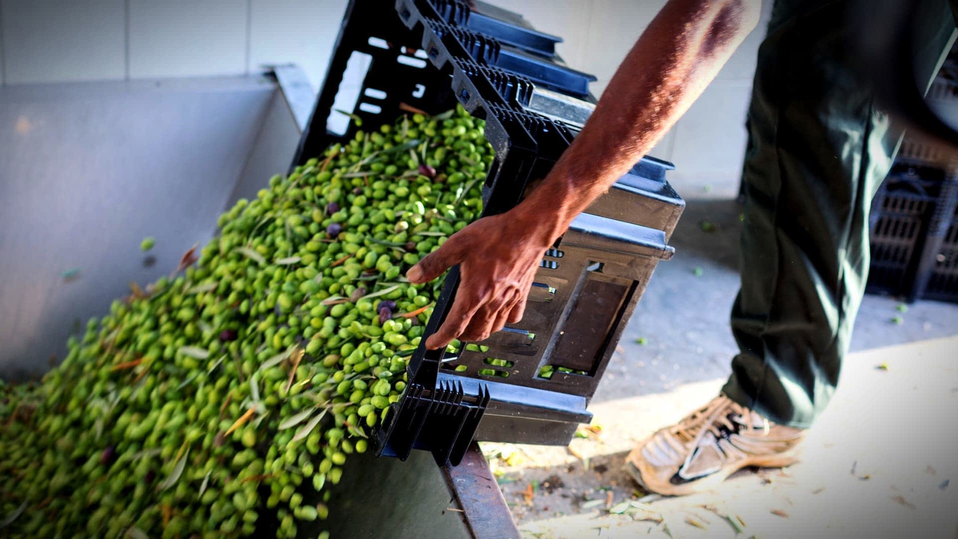 Person pouring freshly harvested green olives from a crate into a container. - Olive Oil Times