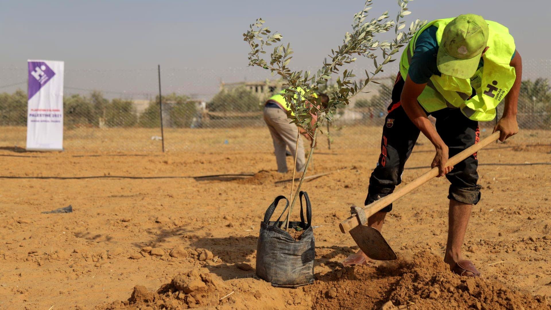 Individual in a yellow vest planting an olive tree sapling in dry soil with a shovel. - Olive Oil Times