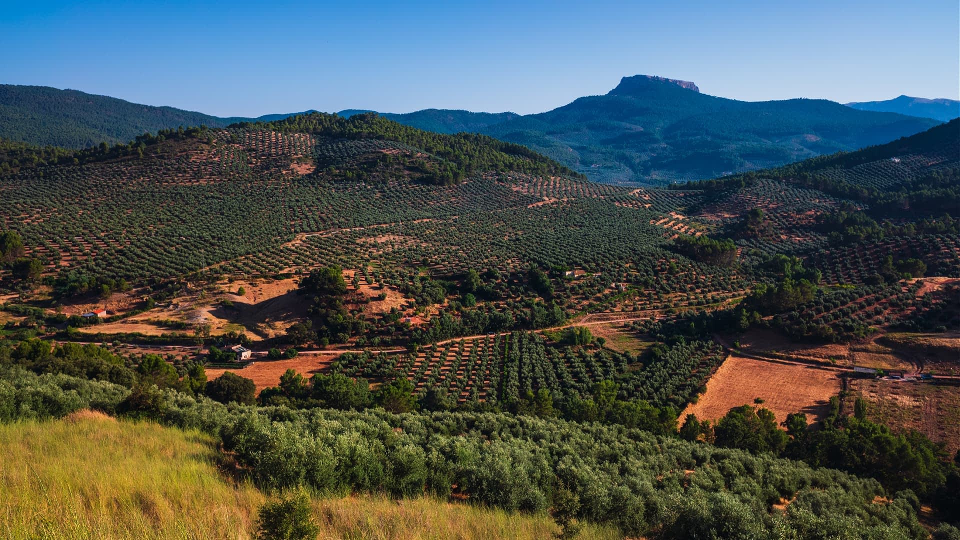 Aerial view of a landscape featuring extensive olive groves and rolling hills under a clear blue sky. - Olive Oil Times