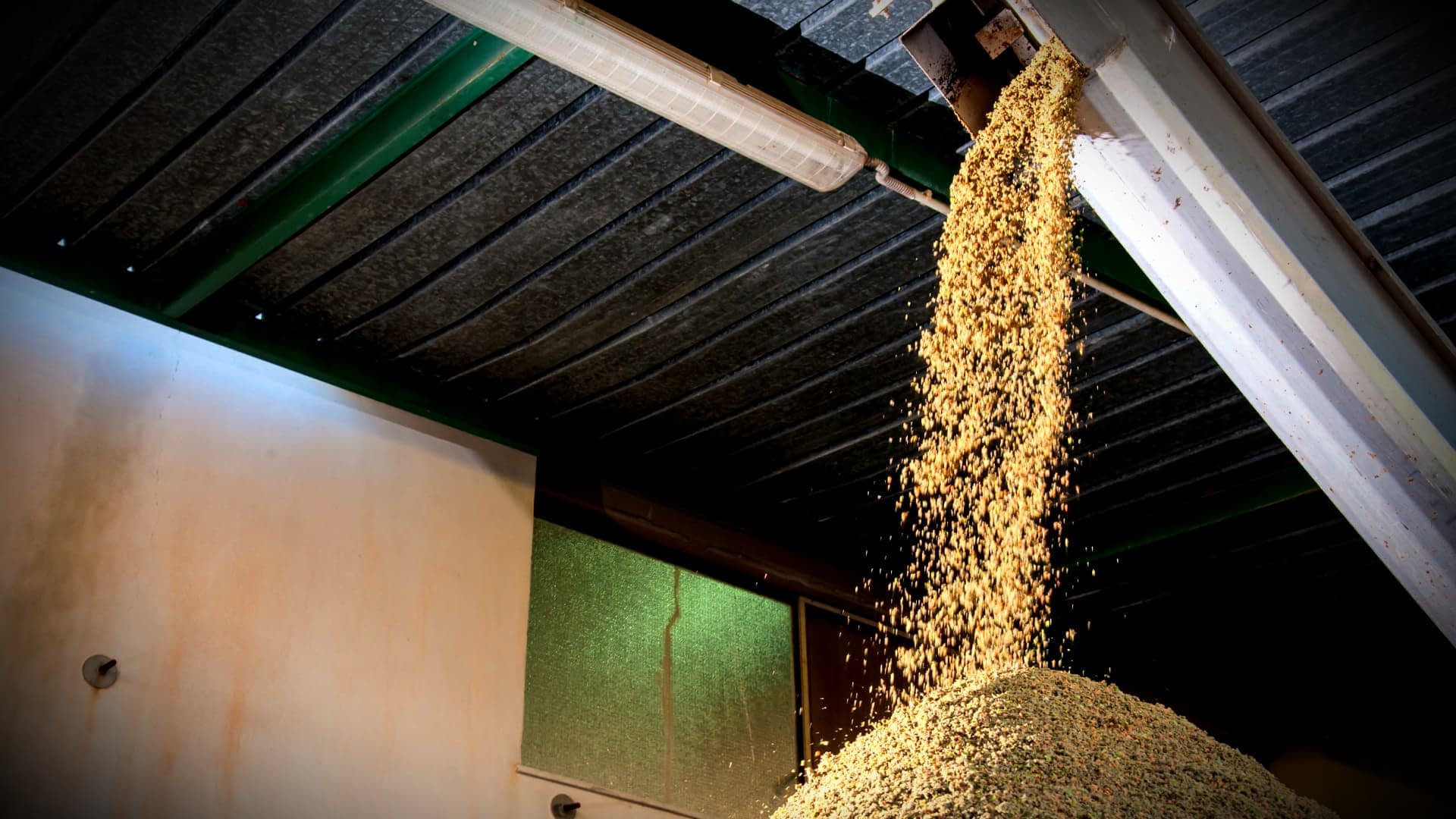 Grain cascading from a hopper onto a pile on the ground in a warehouse setting. - Olive Oil Times