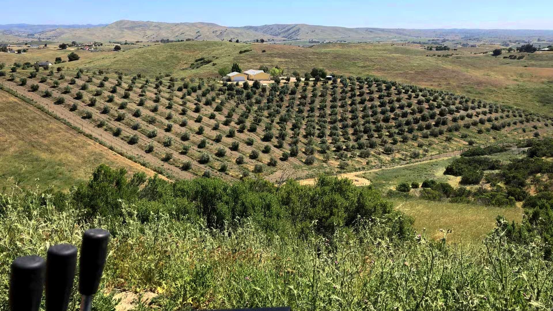 Aerial view of an olive grove with neatly arranged trees on rolling hills. - Olive Oil Times