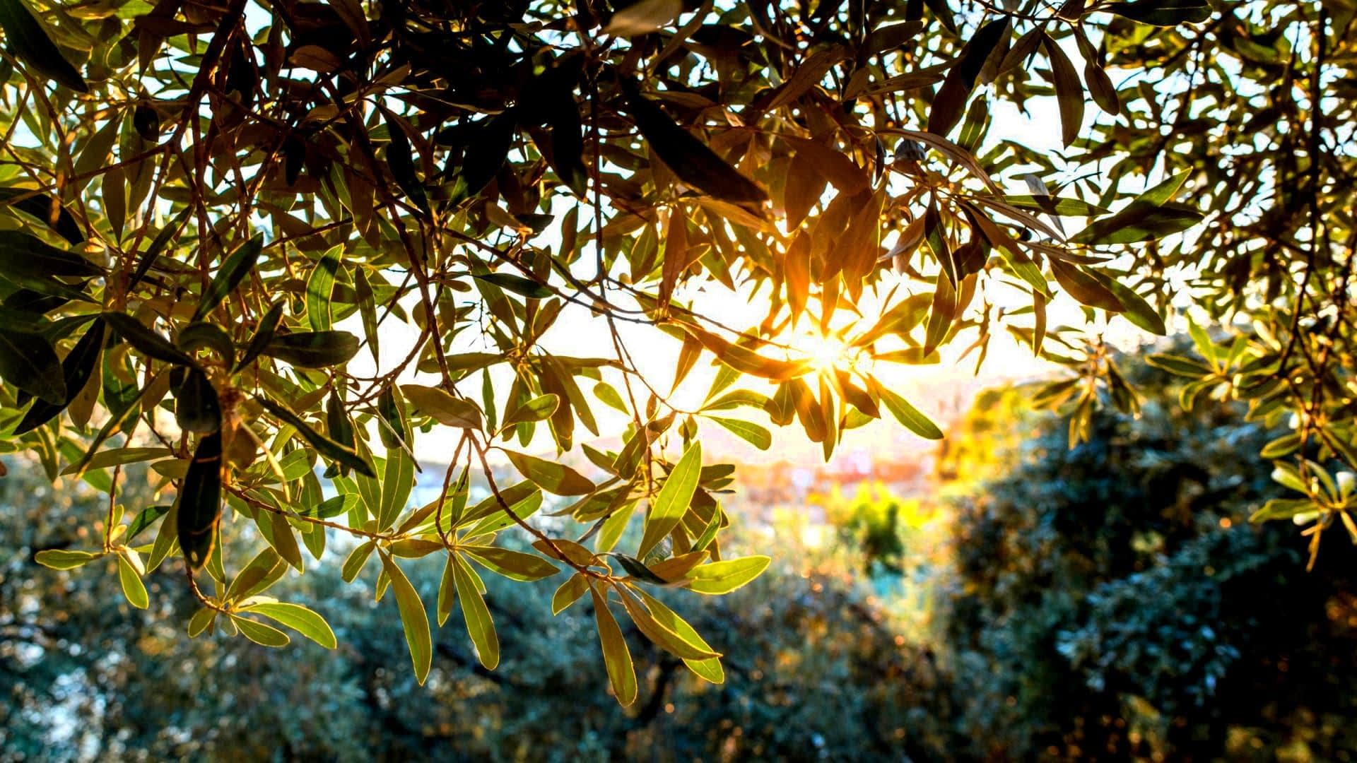 Sunlight filtering through the leaves of an olive tree in a natural setting. - Olive Oil Times