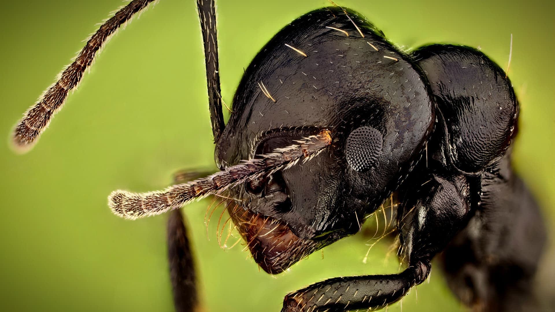 Detailed close-up image of a black ant showing its head and antennae. - Olive Oil Times