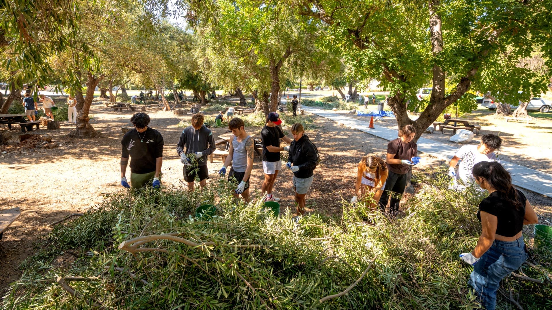 A group of individuals gathering olive branches in a park setting during a community activity. - Olive Oil Times