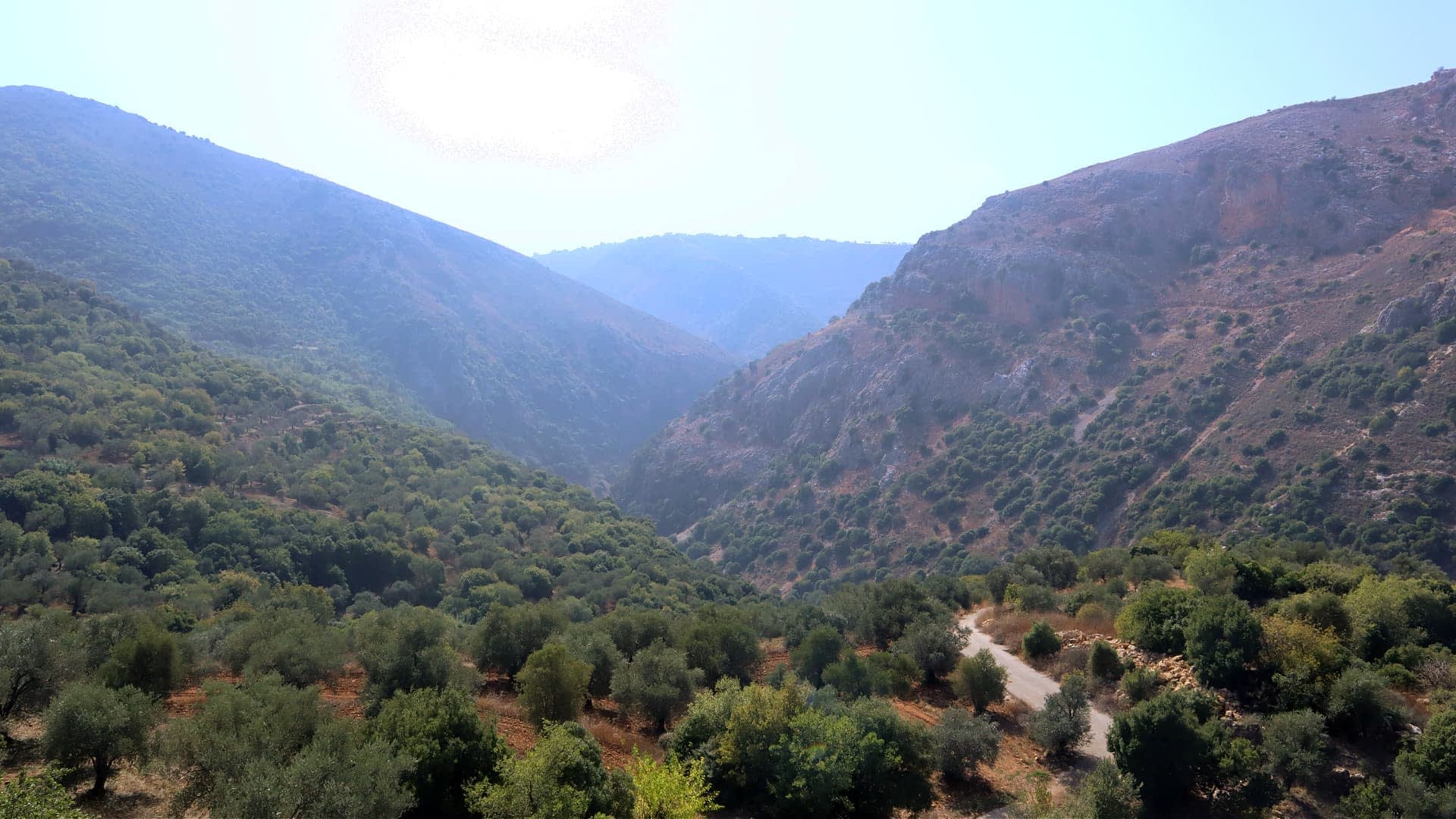 A scenic view of an olive grove situated in a mountainous area with hills and valleys. - Olive Oil Times
