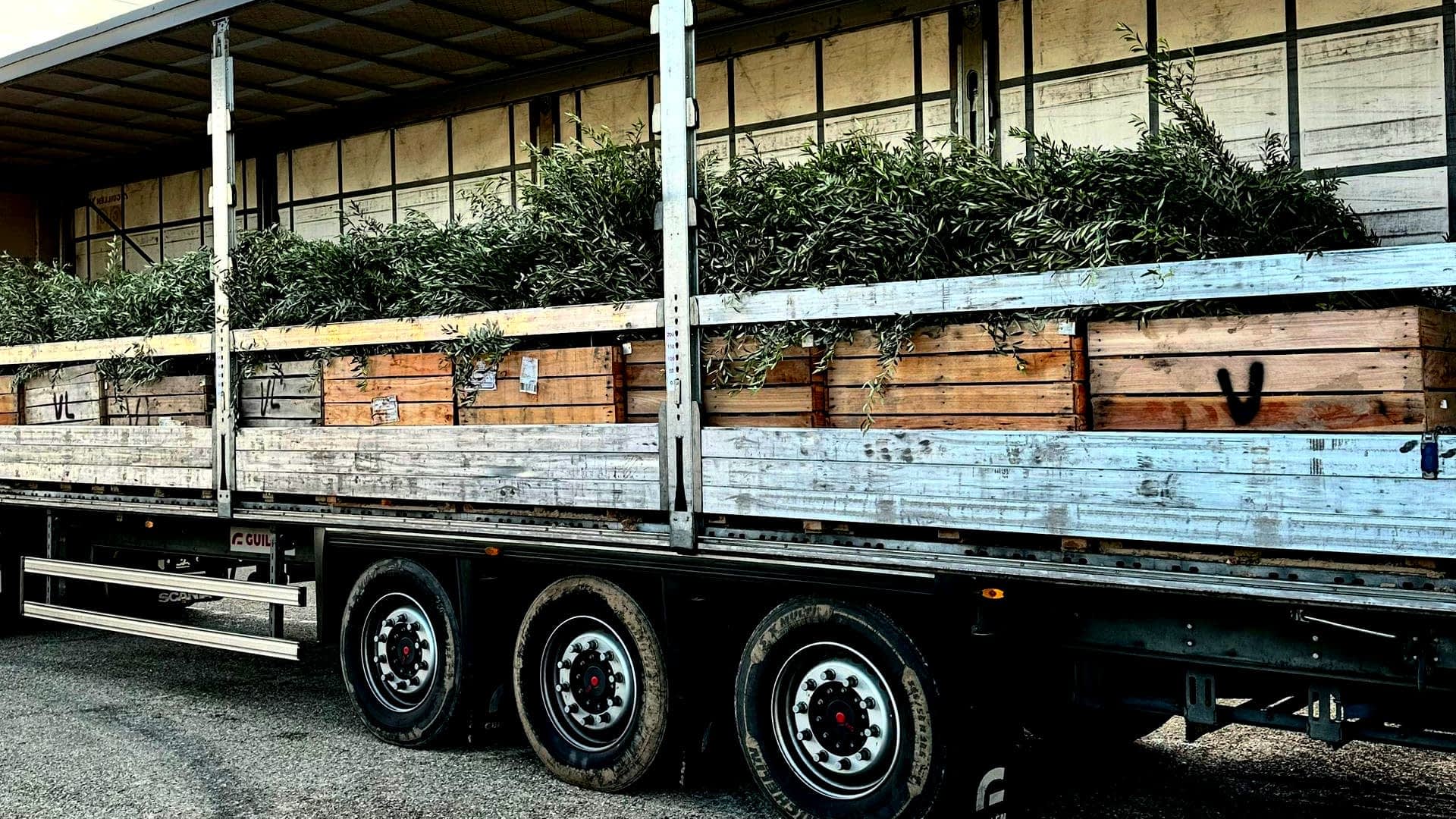 Truck transporting wooden crates filled with olive branches on a flatbed trailer. - Olive Oil Times