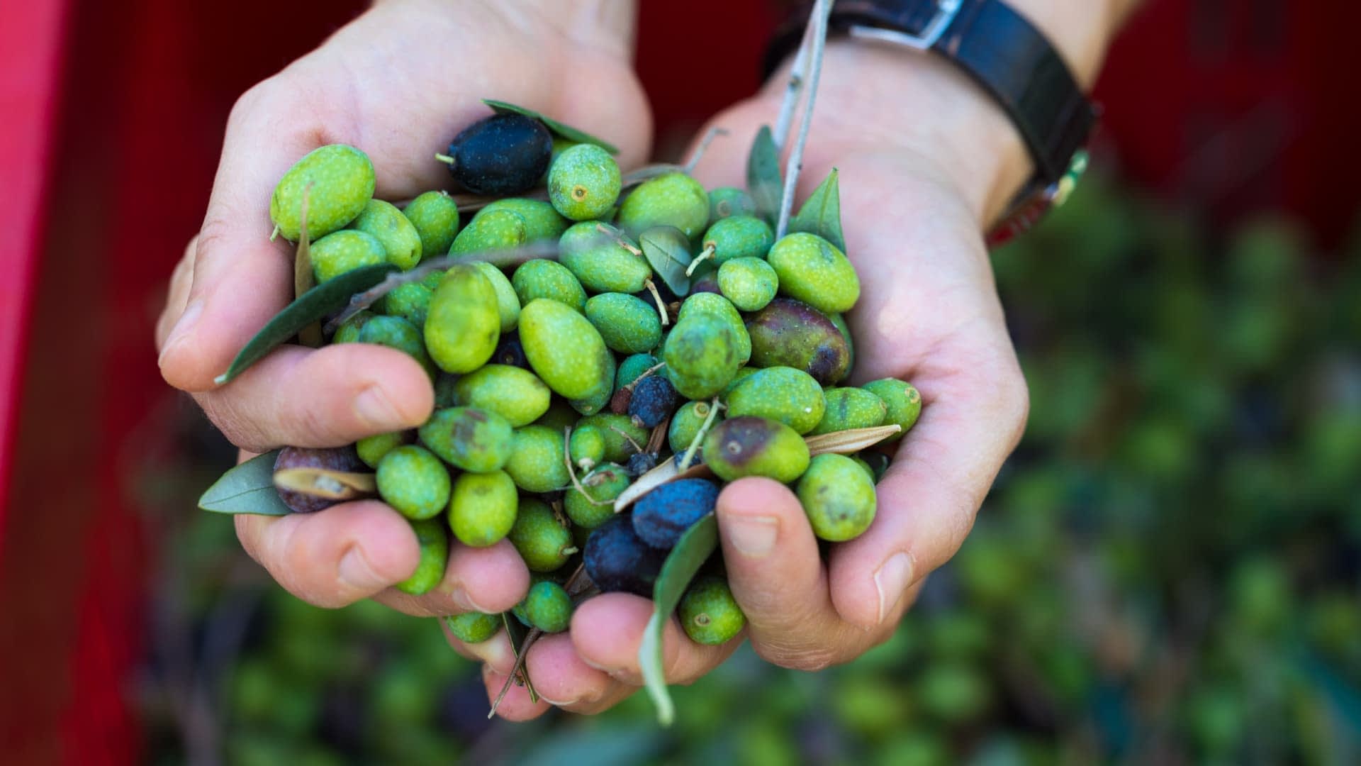 Two hands holding a mix of green and black olives with leaves, freshly harvested. - Olive Oil Times