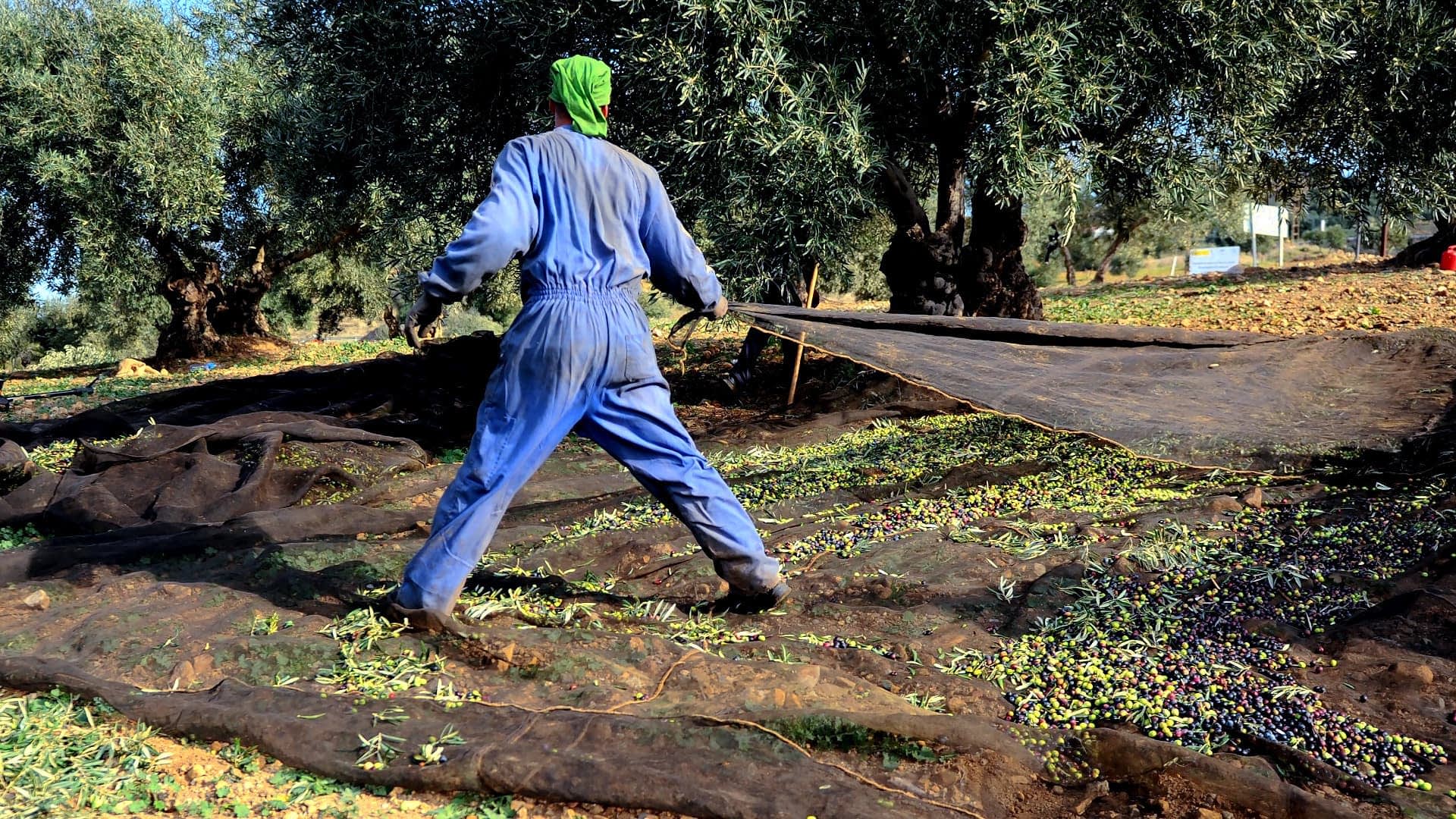 Person in blue overalls collecting olives on a net in an olive grove. - Olive Oil Times