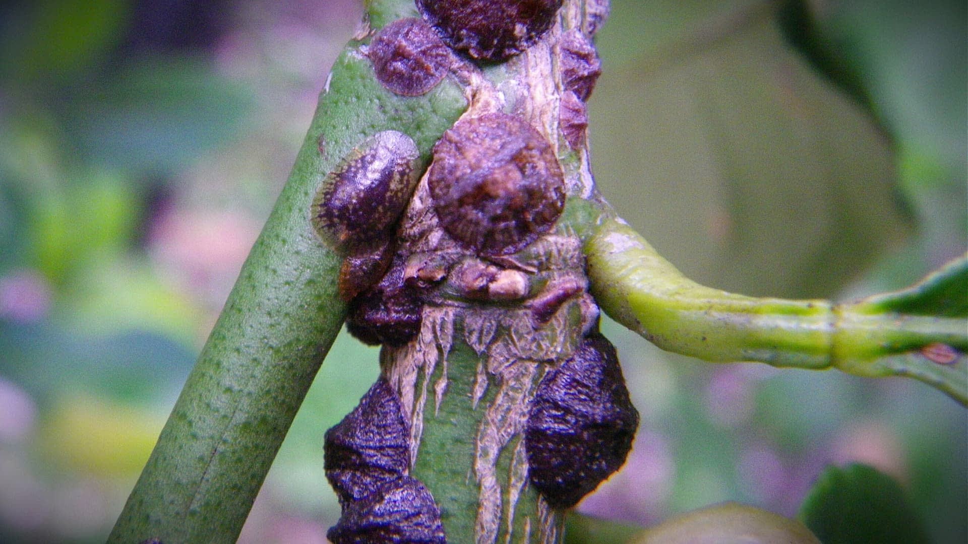 Close-up view of scale insects attached to a green plant stem, showing their distinct shapes and textures. - Olive Oil Times