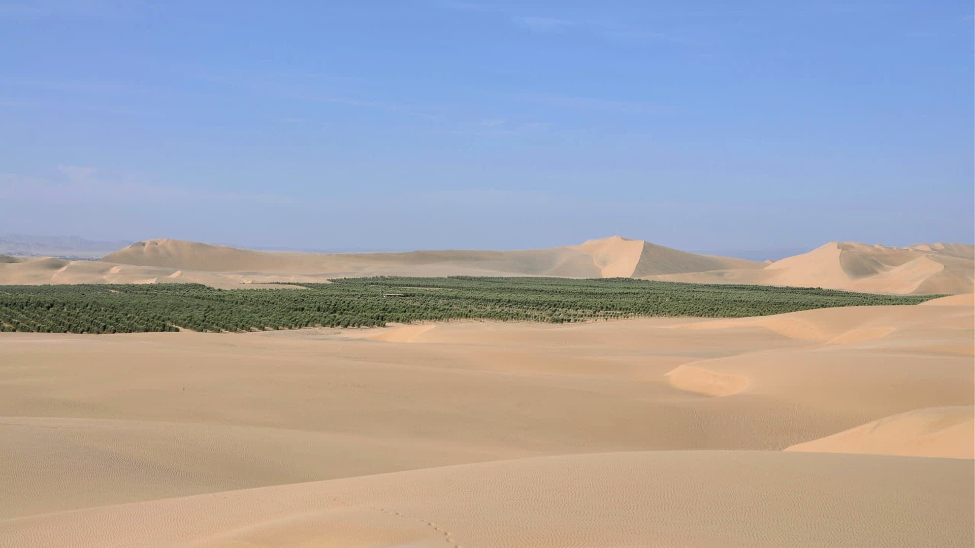 A vast desert landscape featuring rolling sand dunes and a green oasis in the center. - Olive Oil Times