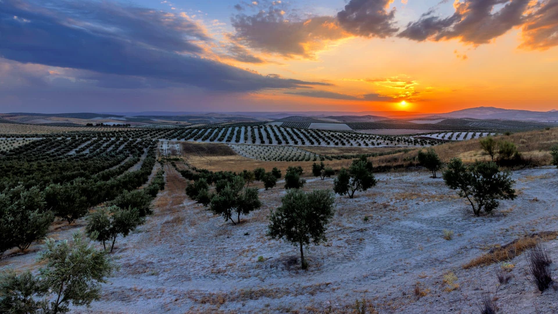 Olive trees in a landscape with rows of olive plants under a sunset sky. - Olive Oil Times