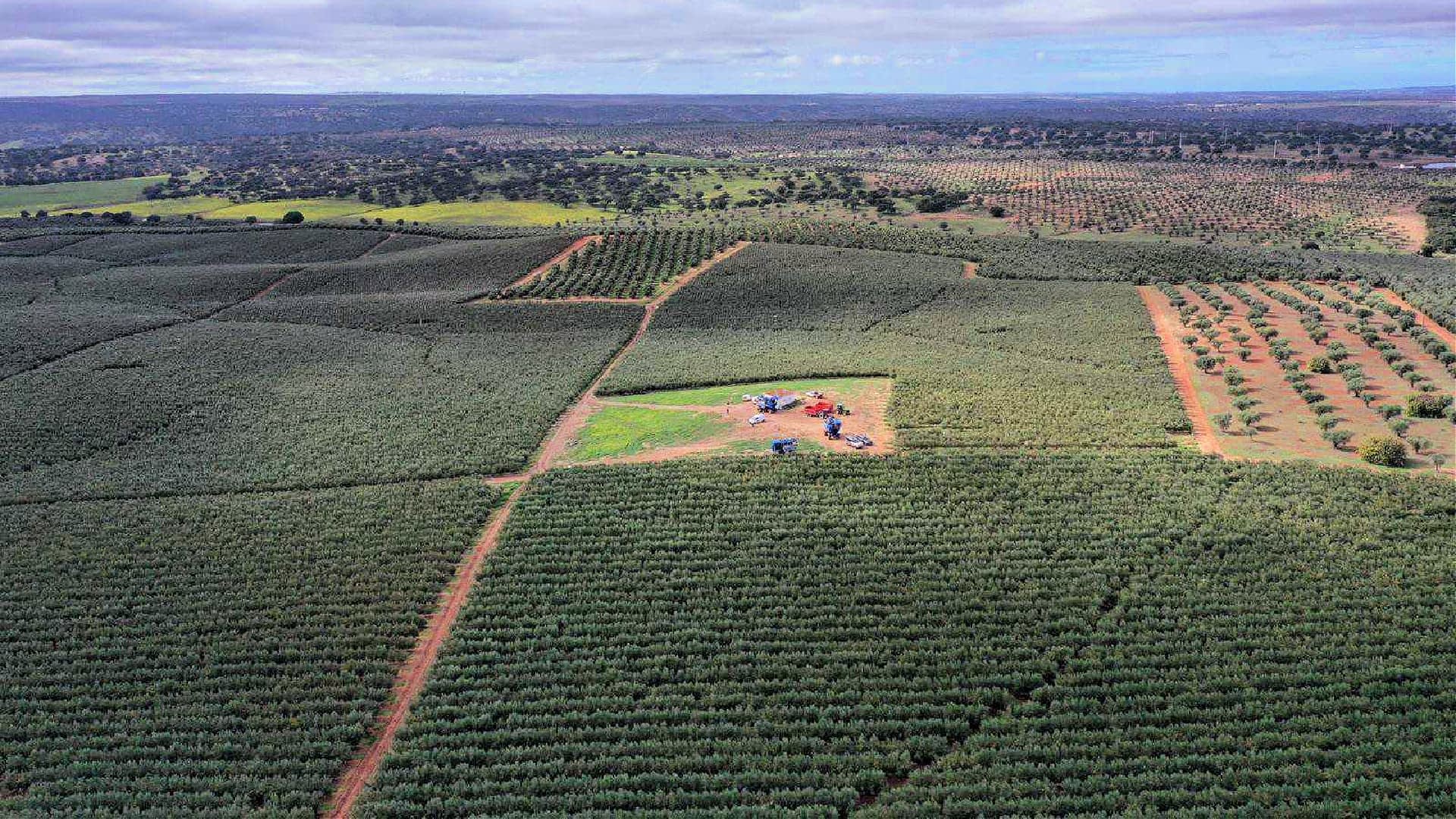 Aerial view of an olive grove with rows of olive trees and machinery in the center. - Olive Oil Times