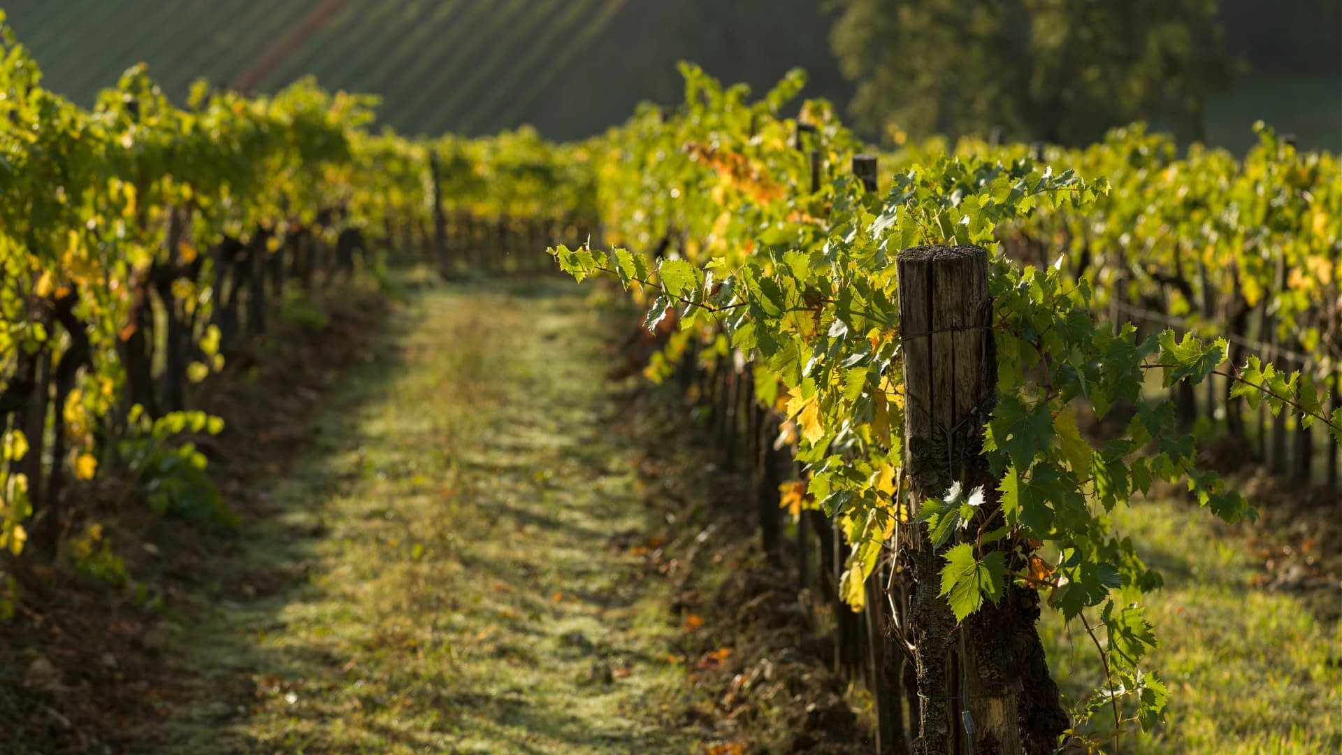 Rows of green grapevines growing on wooden posts in a vineyard during daylight. - Olive Oil Times