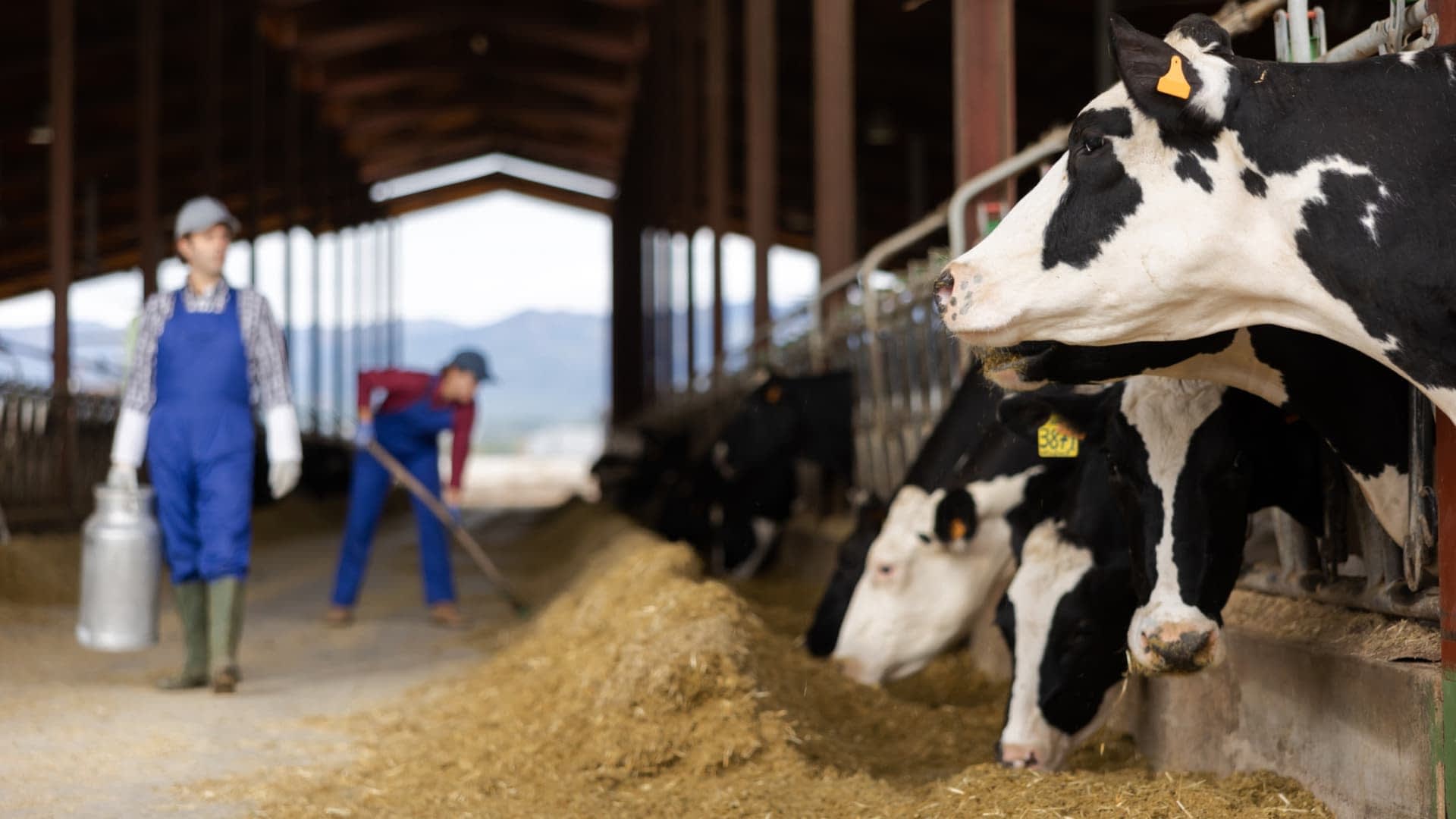 Holstein cows in a barn with two farmers tending to them in a dairy farm setting. - Olive Oil Times