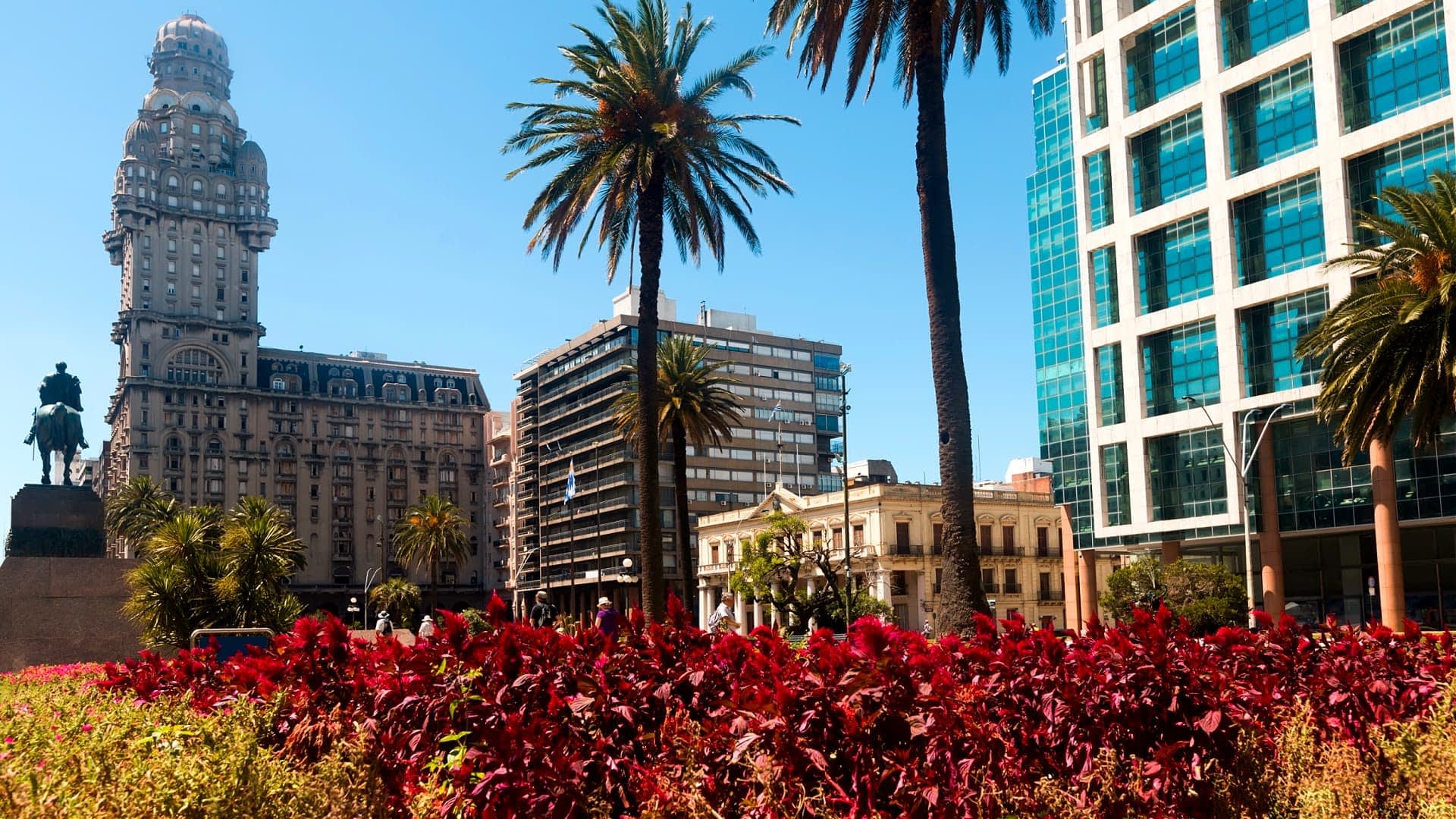 View of palm trees and buildings in a city, featuring a historical tower and modern architecture. - Olive Oil Times