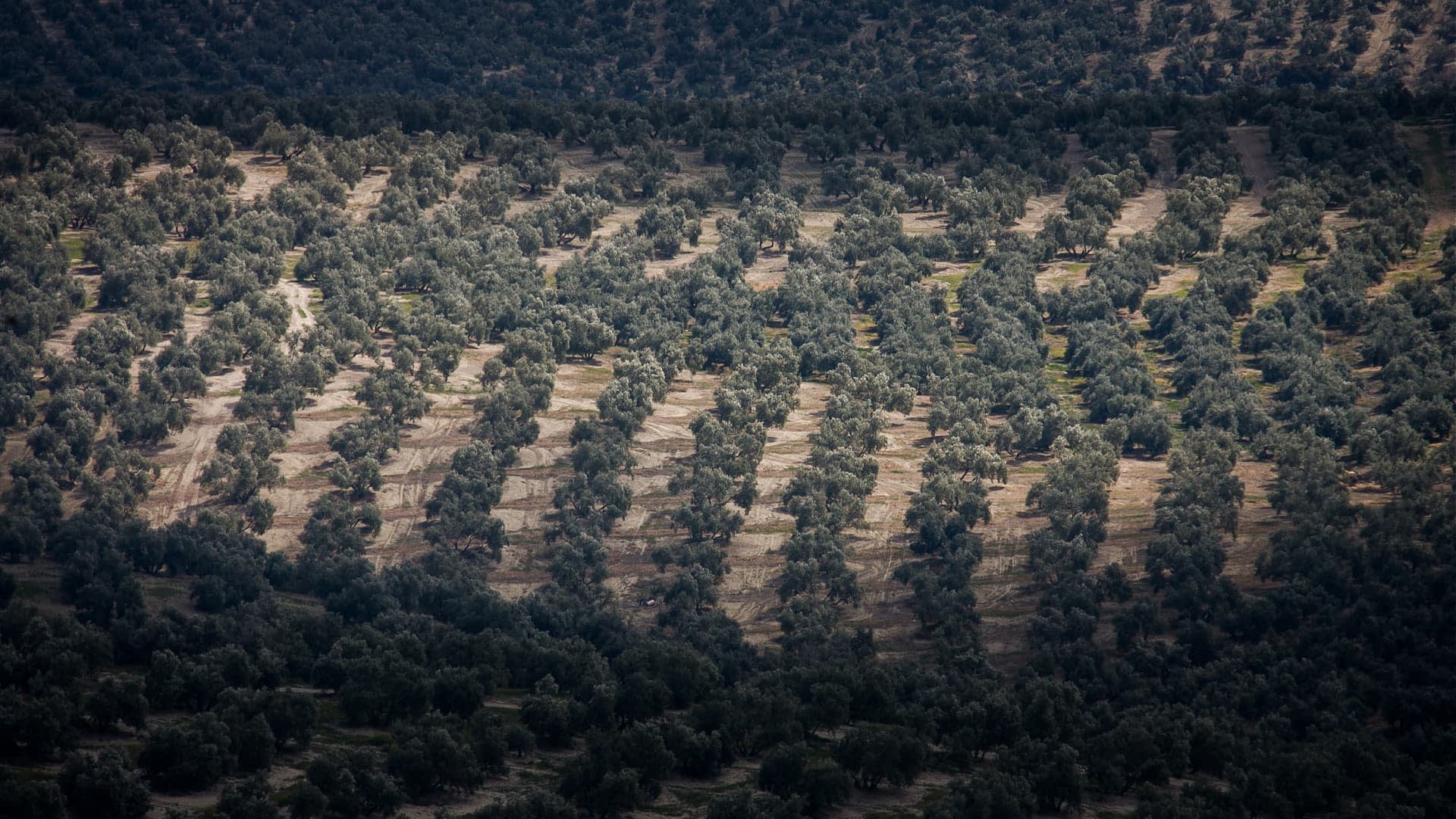 Aerial view of a structured olive tree plantation with rows of trees and cultivated land. - Olive Oil Times