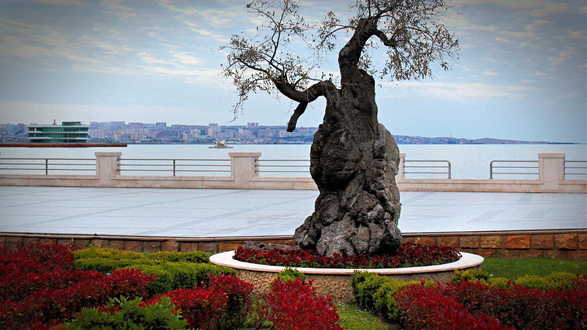 An olive tree with a gnarled trunk situated in a landscaped area near the coast. - Olive Oil Times