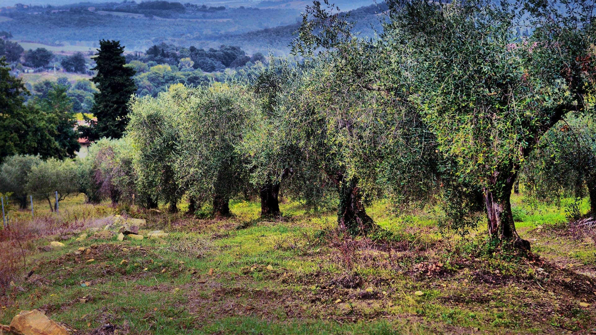 Row of olive trees in a grove with green foliage and a natural landscape. - Olive Oil Times