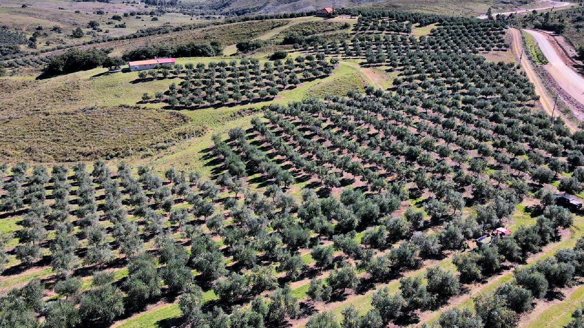 Aerial view of an olive grove featuring neatly arranged rows of olive trees on a hillside. - Olive Oil Times