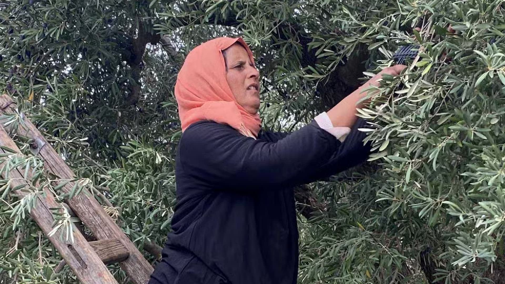 Woman wearing a headscarf picking olives from an olive tree while standing on a ladder. - Olive Oil Times