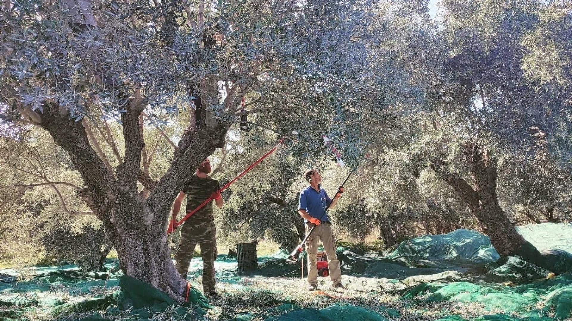 Two individuals using long poles to harvest olives from trees in an orchard. - Olive Oil Times